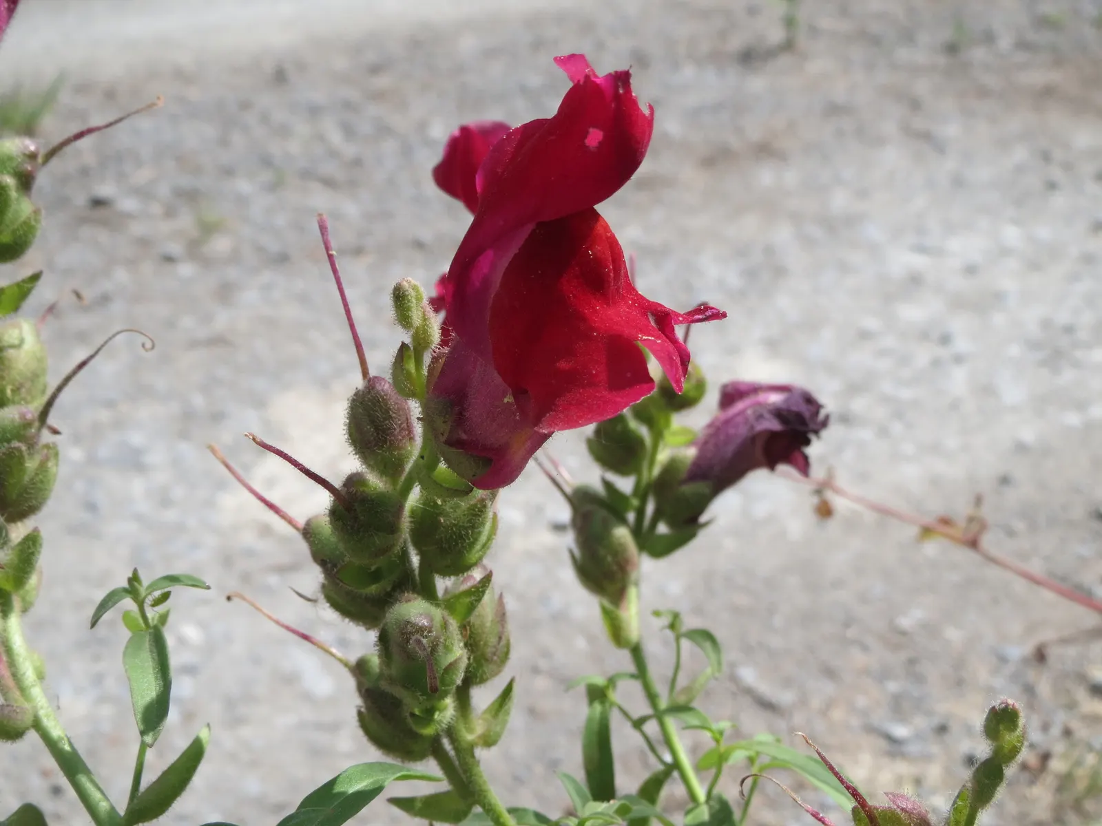 Snapdragon (Antirrhinum Majus) — They prefer cooler climates and flourish in full to partial sunlight; deadheading encourages prolonged flowering