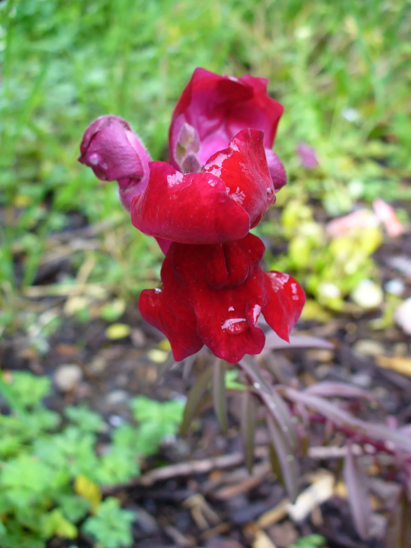 Snapdragon (Antirrhinum Majus) — extending from spring through the first frost; each variant presents a striking addition to any garden, with, image 88