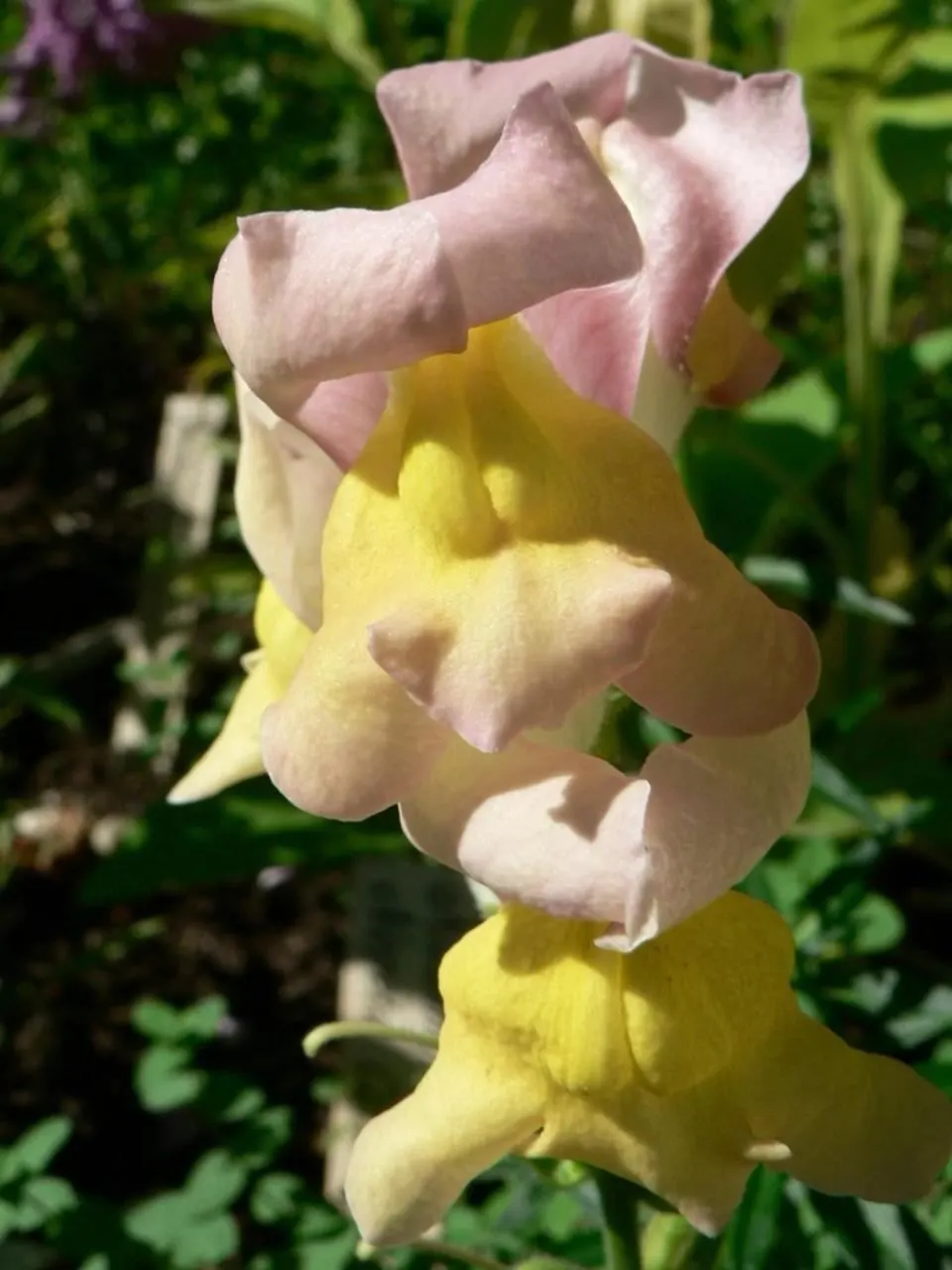 Snapdragon (Antirrhinum Majus) — Suitable for cutting gardens; when incorporating snapdragons into your landscape design, image 75