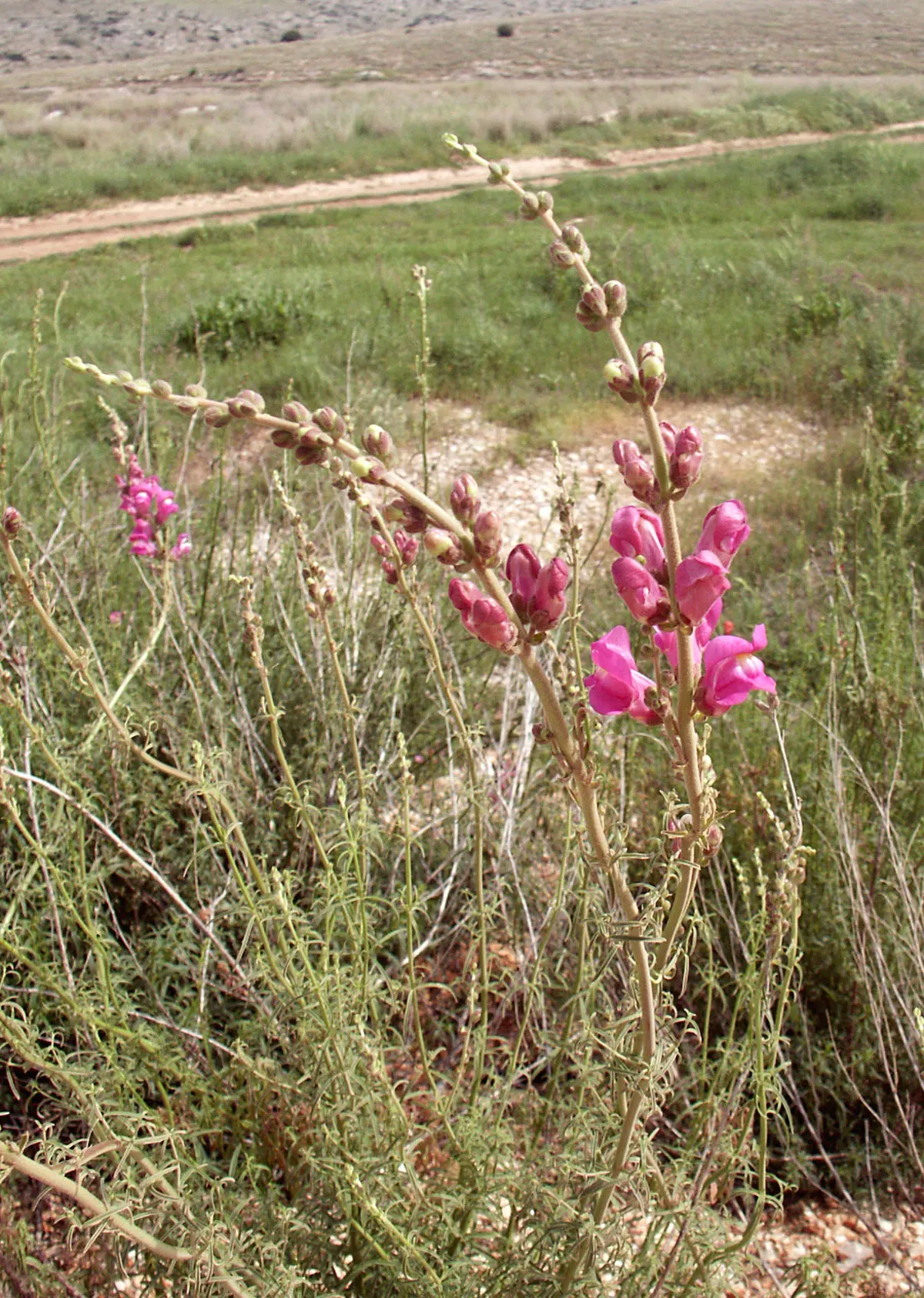 Snapdragon (Antirrhinum Majus) — Recognized for their capability to reseed; annual for full or half, image 122