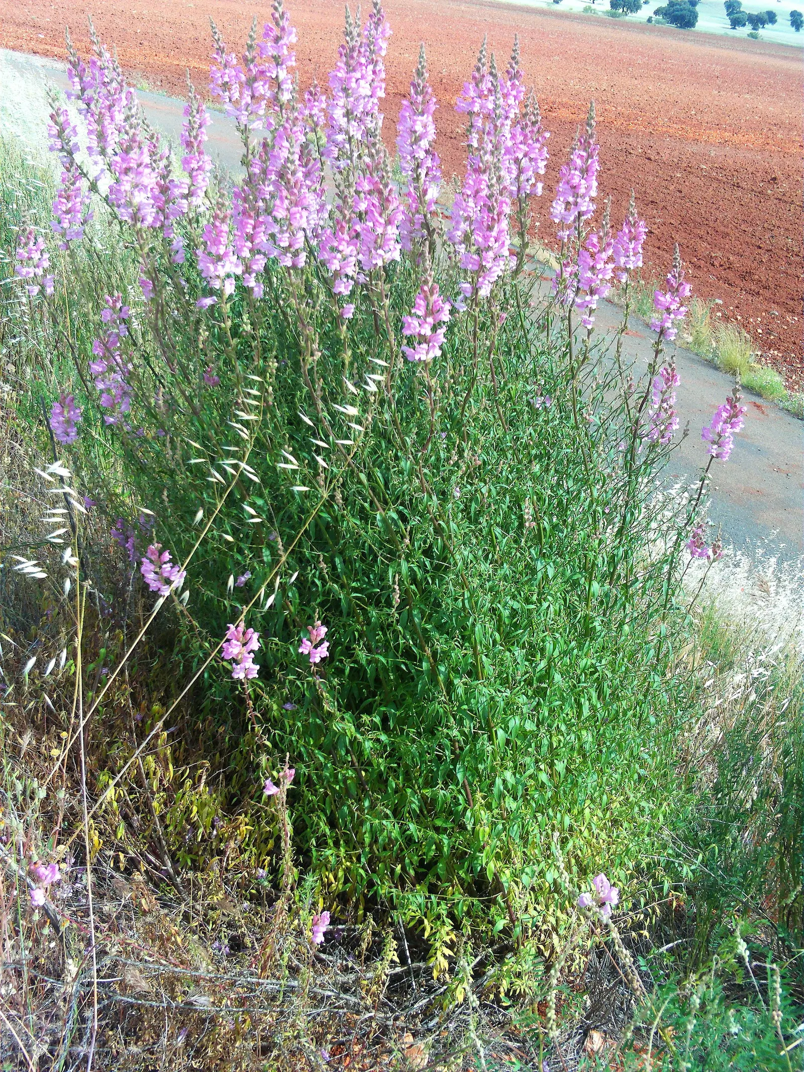 Snapdragon (Antirrhinum Majus) — Each variant presents a striking addition to any garden, with potential use in borders, beds, or containers; with, image 153