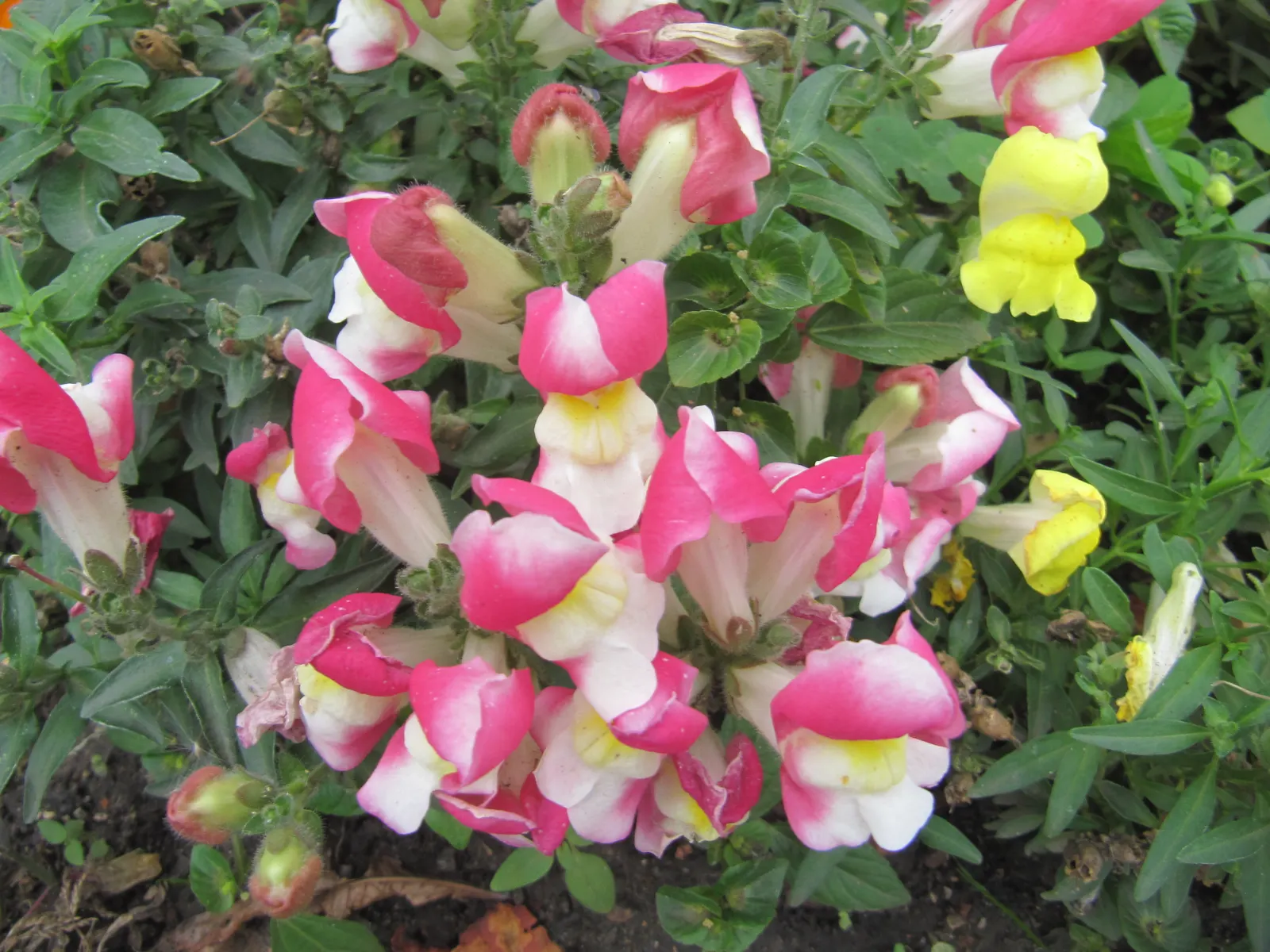 Snapdragon (Antirrhinum Majus) — When incorporating snapdragons into your landscape design; for maximal flowering, fertilize with a balanced flower, image 85