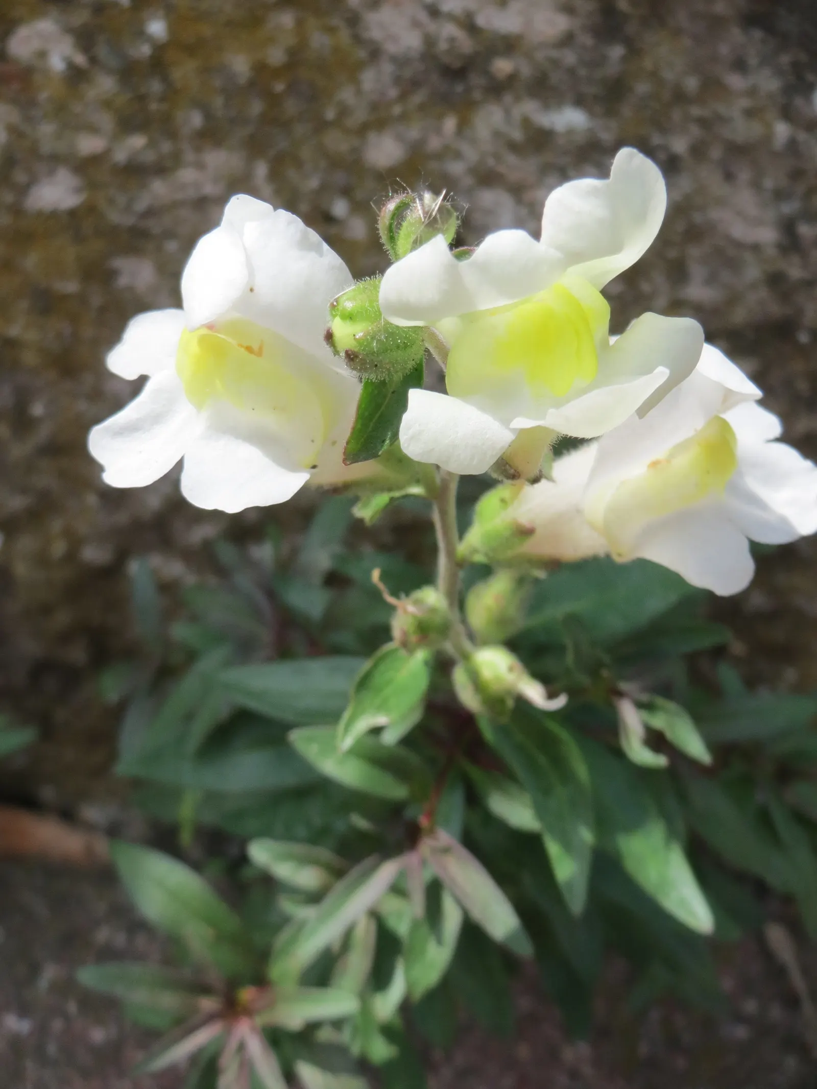 Snapdragon (Antirrhinum Majus) — therefore providing a delightful duration of color and textural interest in your garden; annual with pink blooms, image 158