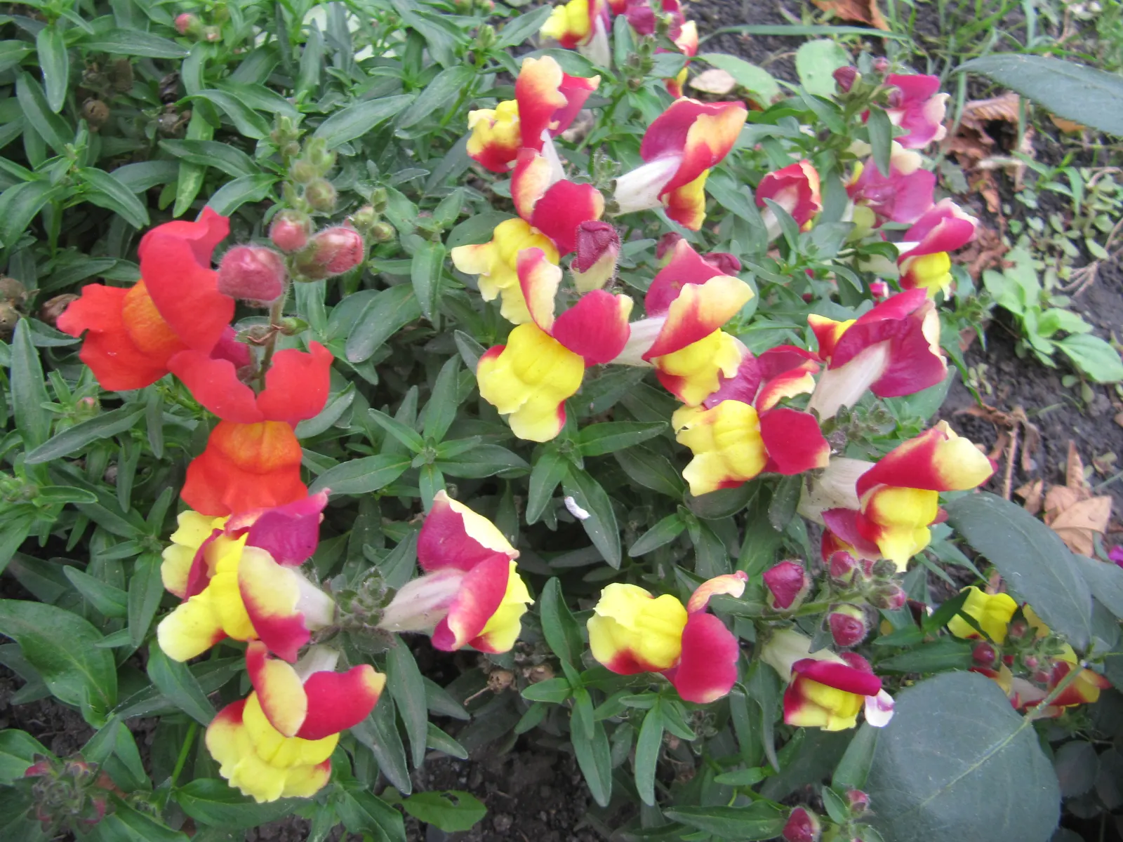 Snapdragon (Antirrhinum Majus) — snapdragons grow to a height of 1 to 3 feet; and tall varieties (30 to 48 inches), image 101