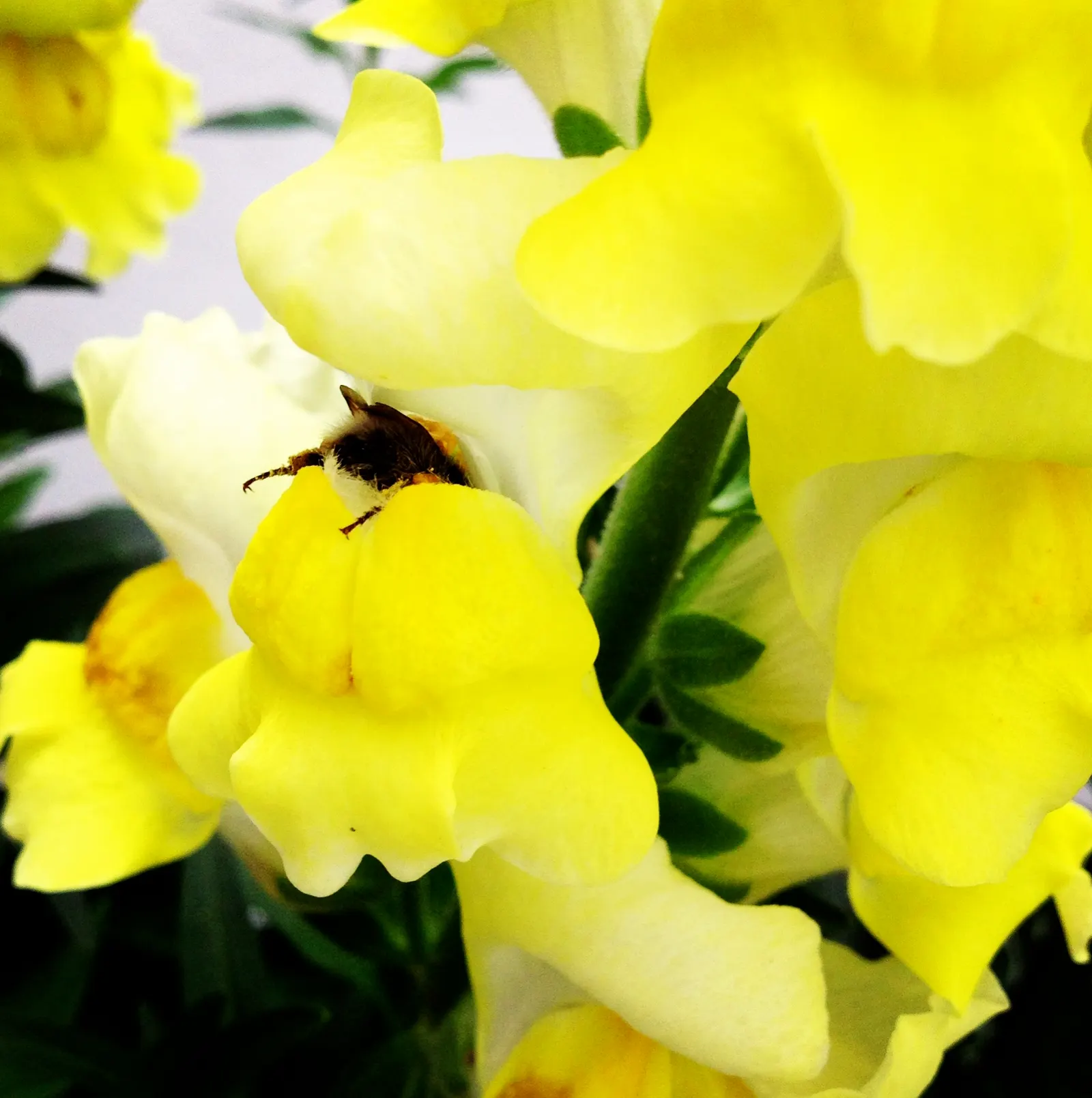 Snapdragon (Antirrhinum Majus) — Suitable for cutting gardens; when incorporating snapdragons into your landscape design, image 121