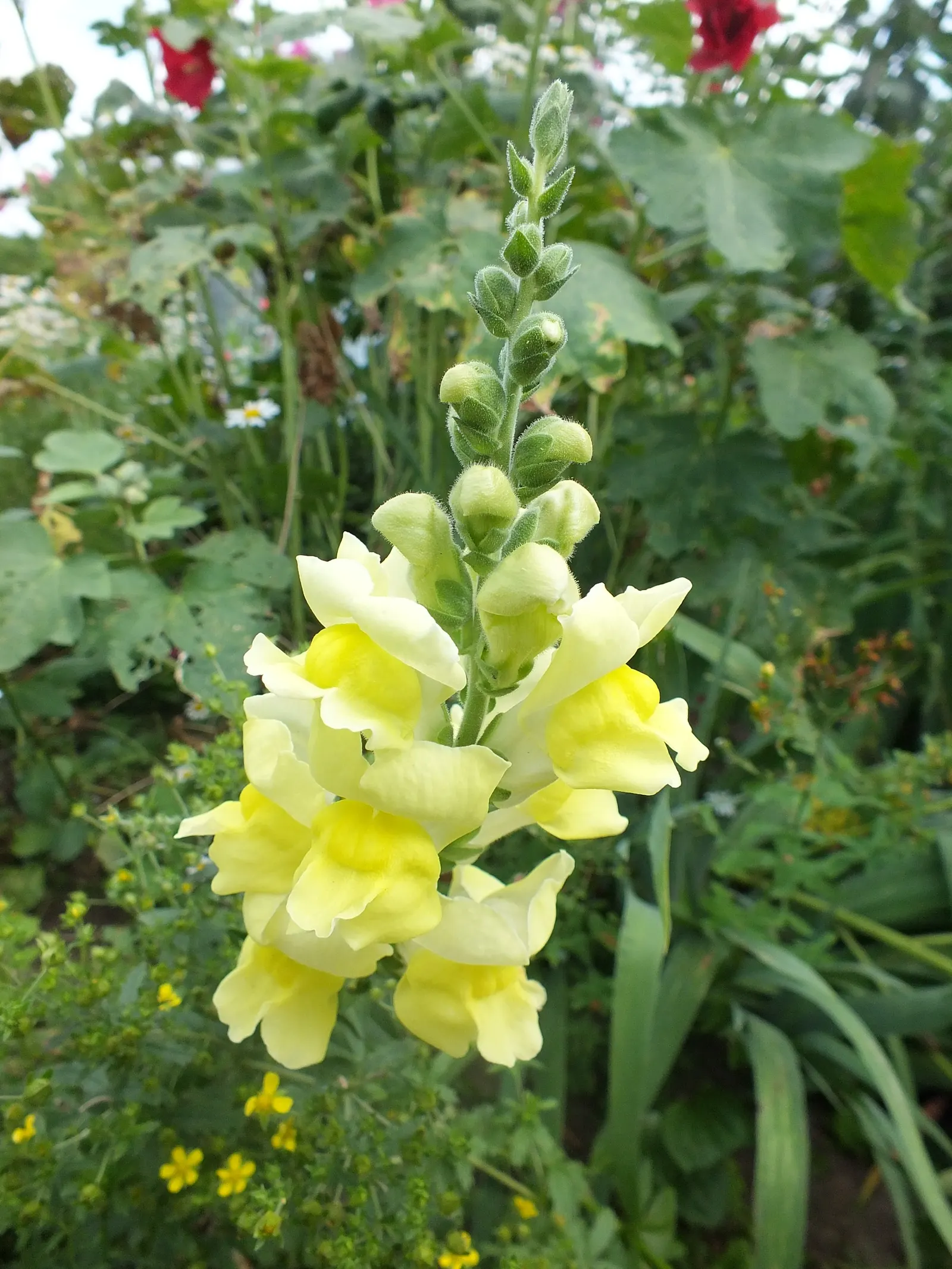 Snapdragon (Antirrhinum Majus) — snapdragons grow to a height of 1 to 3 feet