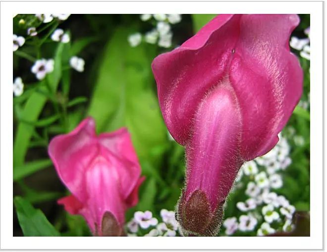 Snapdragon (Antirrhinum Majus) — extending from spring through the first frost; each variant presents a striking addition to any garden, with, image 134