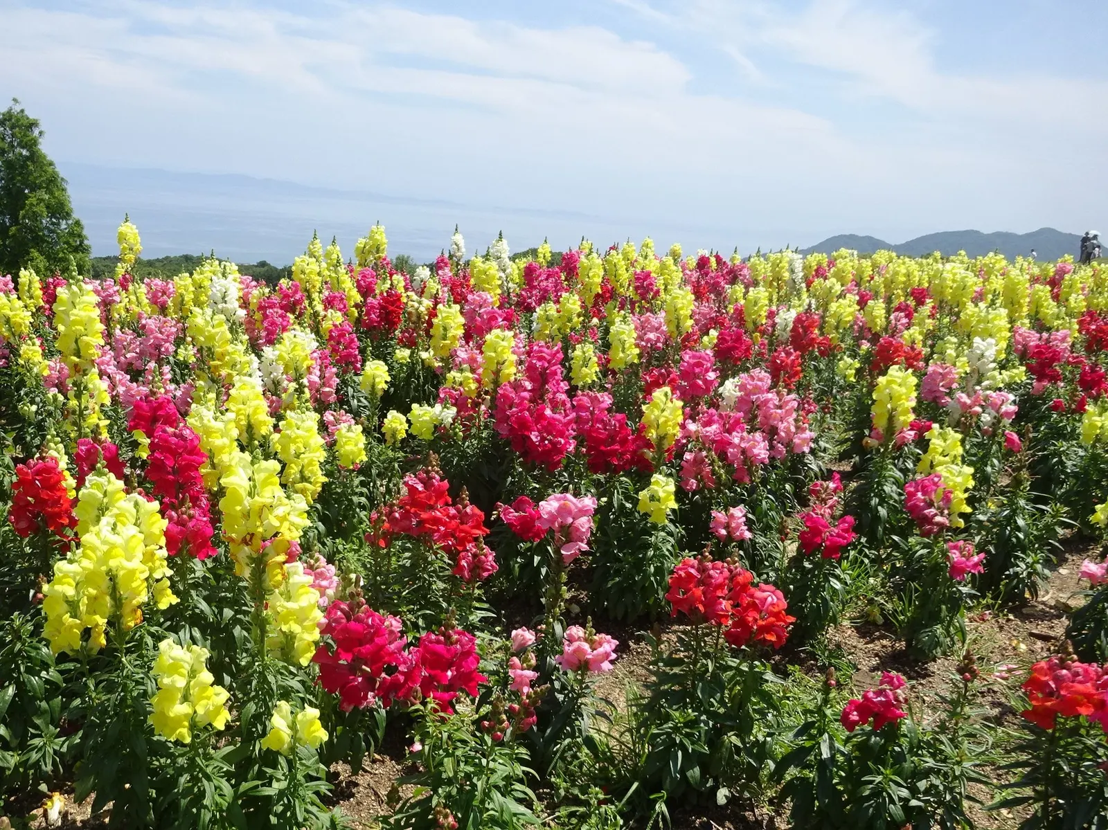 Snapdragon (Antirrhinum Majus) — snapdragons can provide a perennial-like annual presence in many gardens.<br><br>Typically; recognized for their capability to