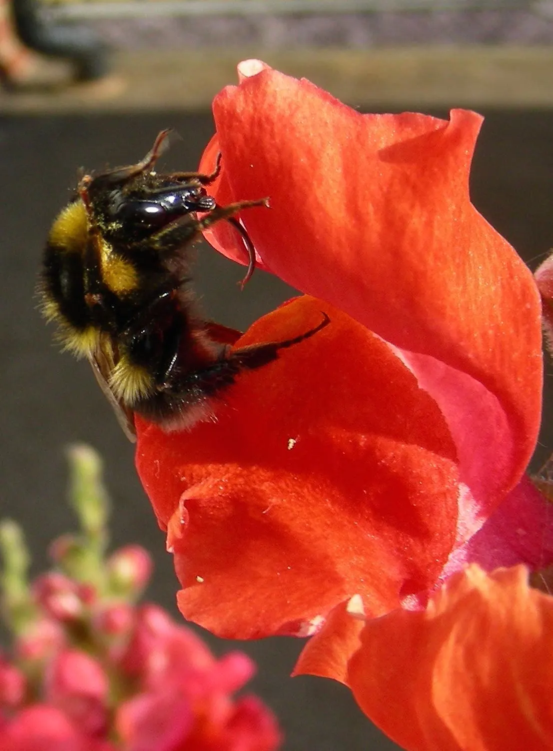 Snapdragon (Antirrhinum Majus) — Blooms from late spring to fall, adding vertical interest and vivid color to borders; it features tubular, image 50