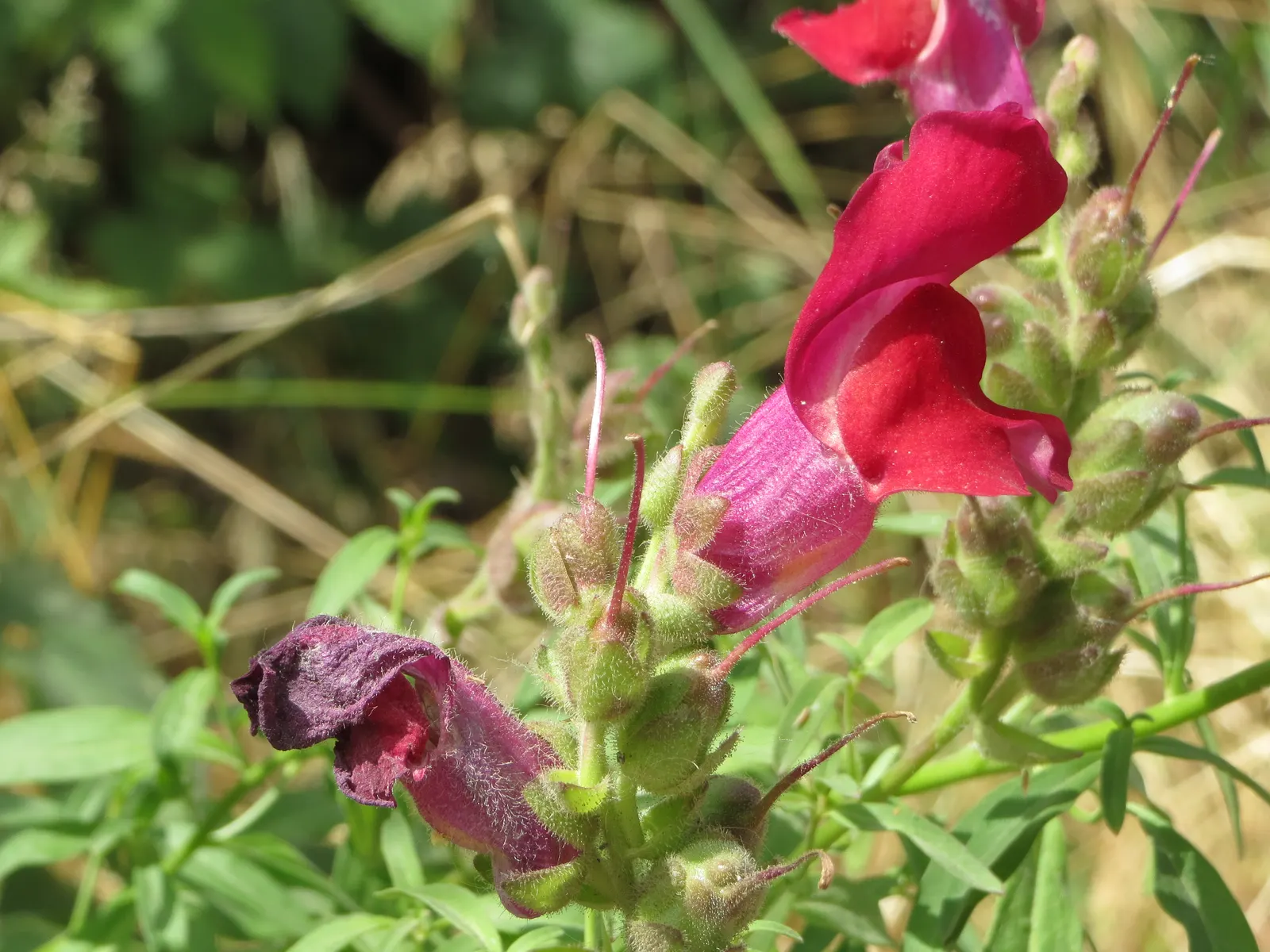 Snapdragon (Antirrhinum Majus) — They prefer cooler climates and flourish in full to partial sunlight; deadheading encourages prolonged flowering, image 80