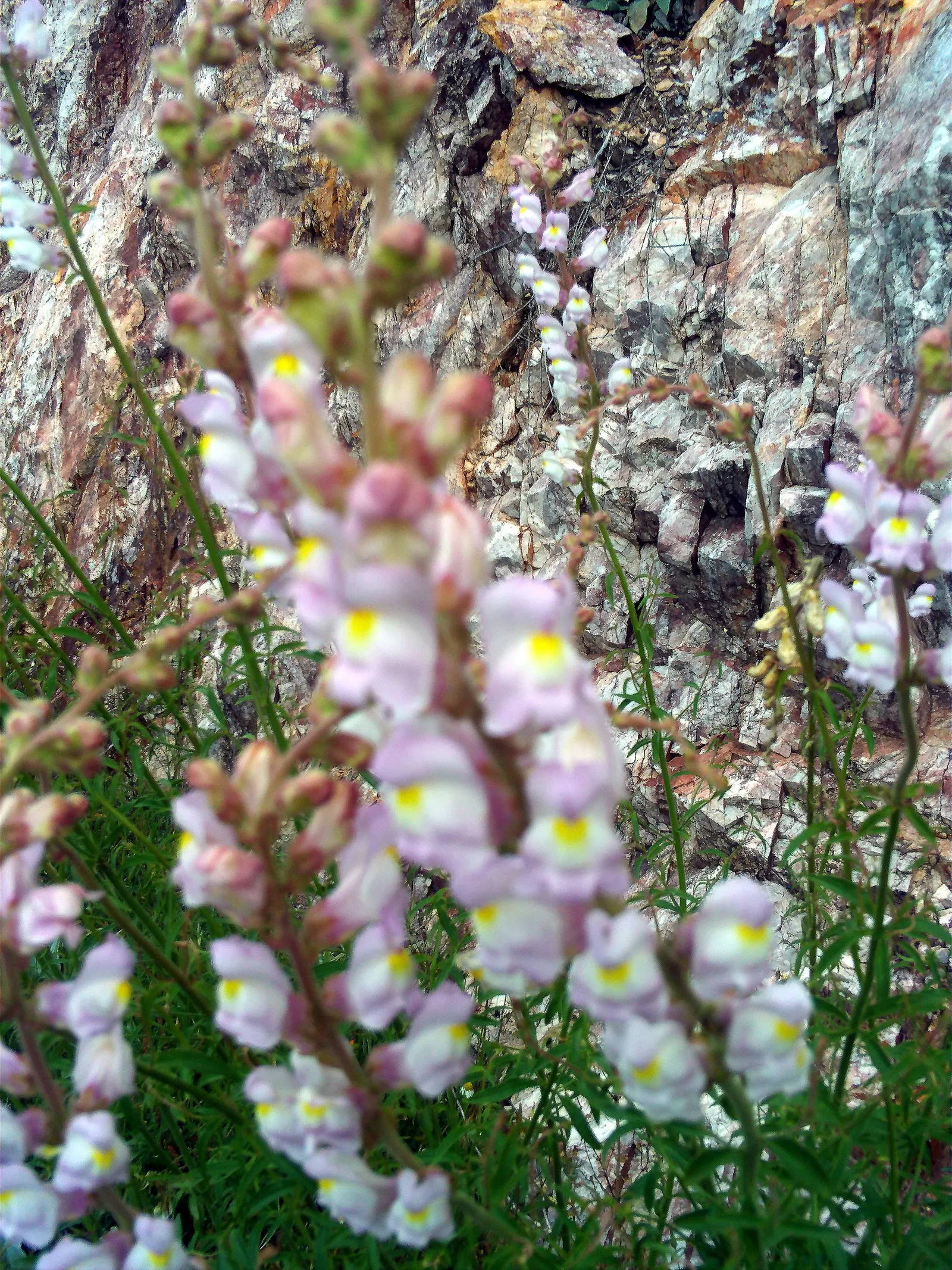 Snapdragon (Antirrhinum Majus) — requiring at least 6 hours of direct light each day, image 104