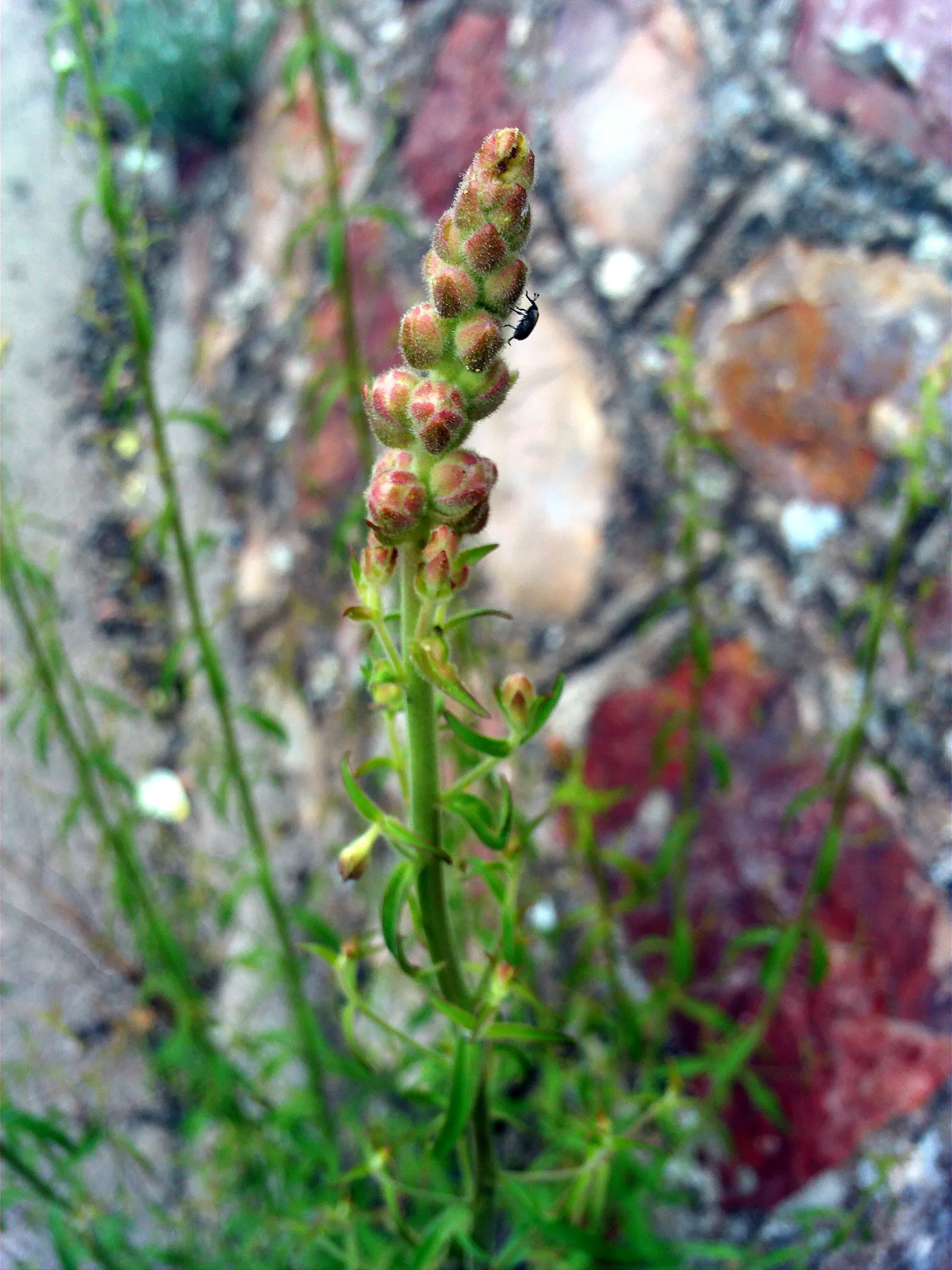 Snapdragon (Antirrhinum Majus) — It features tubular, two-lipped flowers in a variety of hues and can reach 1-3 feet in height; they prefer cooler, image 186