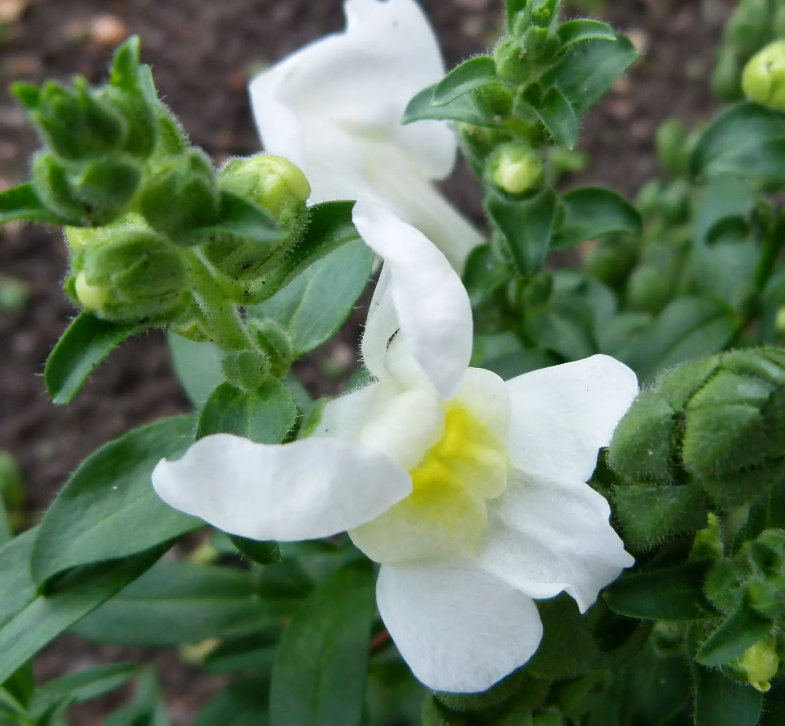 Snapdragon (Antirrhinum Majus) — pink flowers in the garden; suitable for cutting gardens, image 182