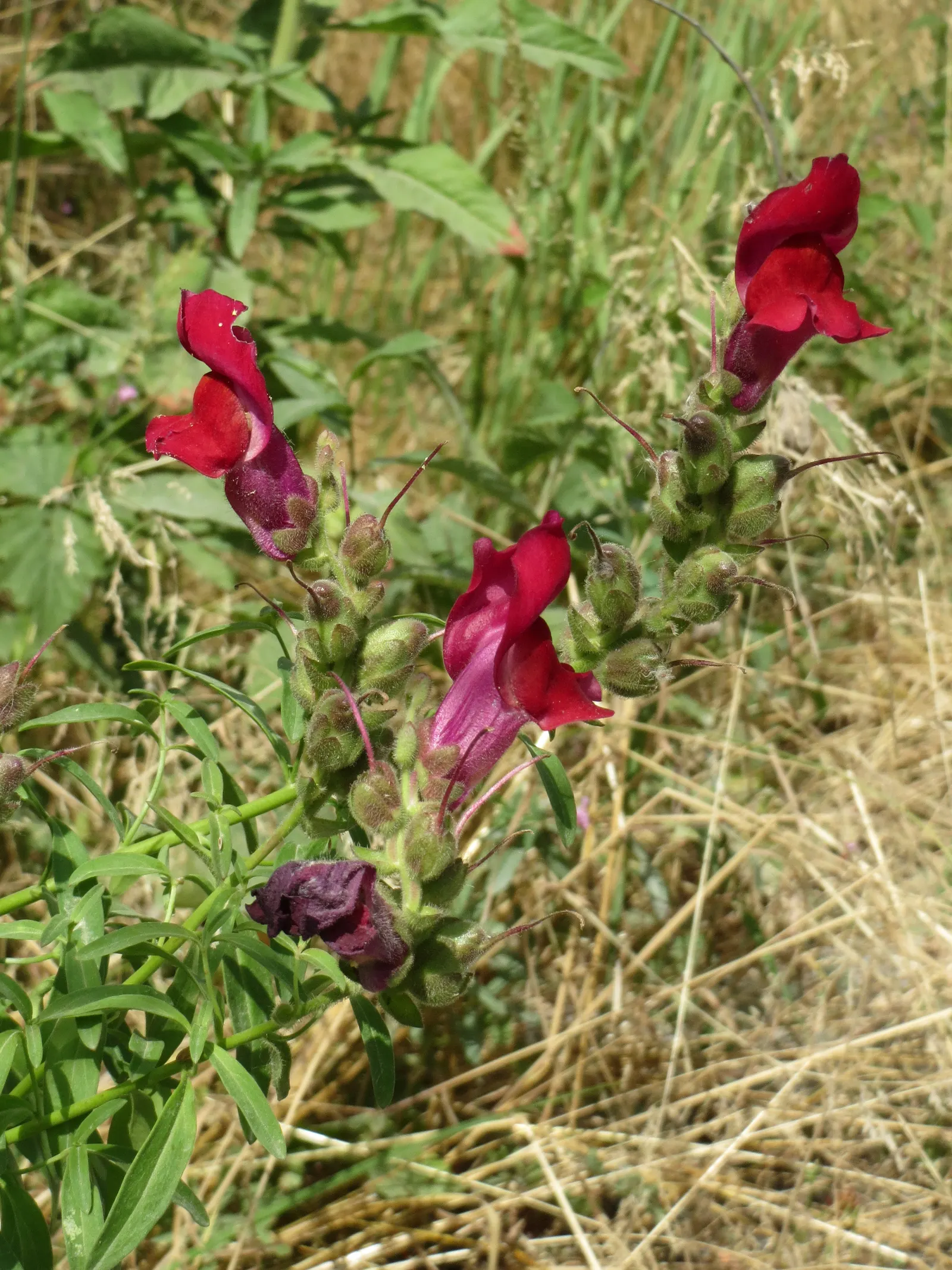 Snapdragon (Antirrhinum Majus) — extending from spring through the first frost; each variant presents a striking addition to any garden, with, image 65