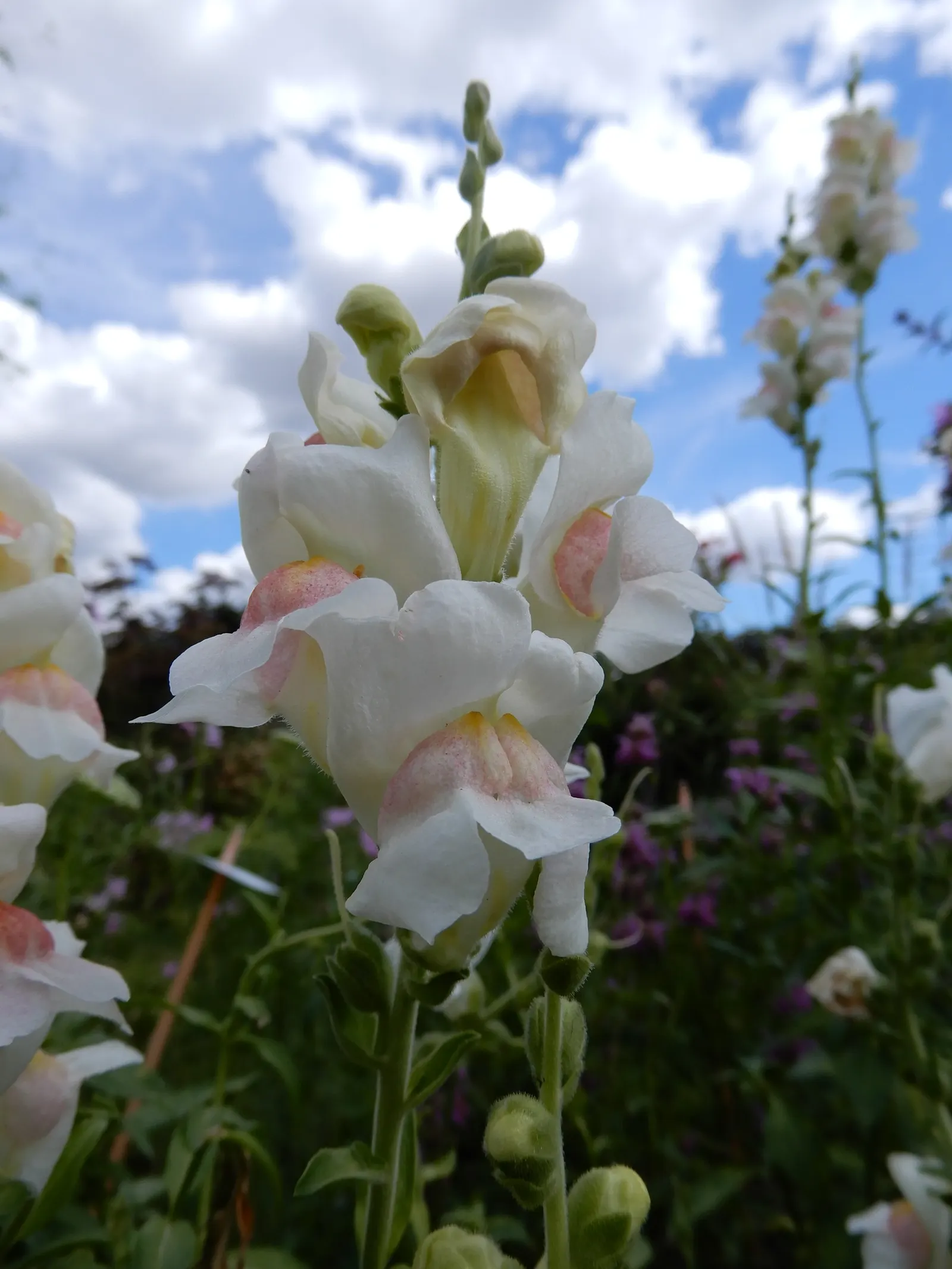Snapdragon (Antirrhinum Majus) — Snapdragon prefers full sun to partial shade and well-drained soil