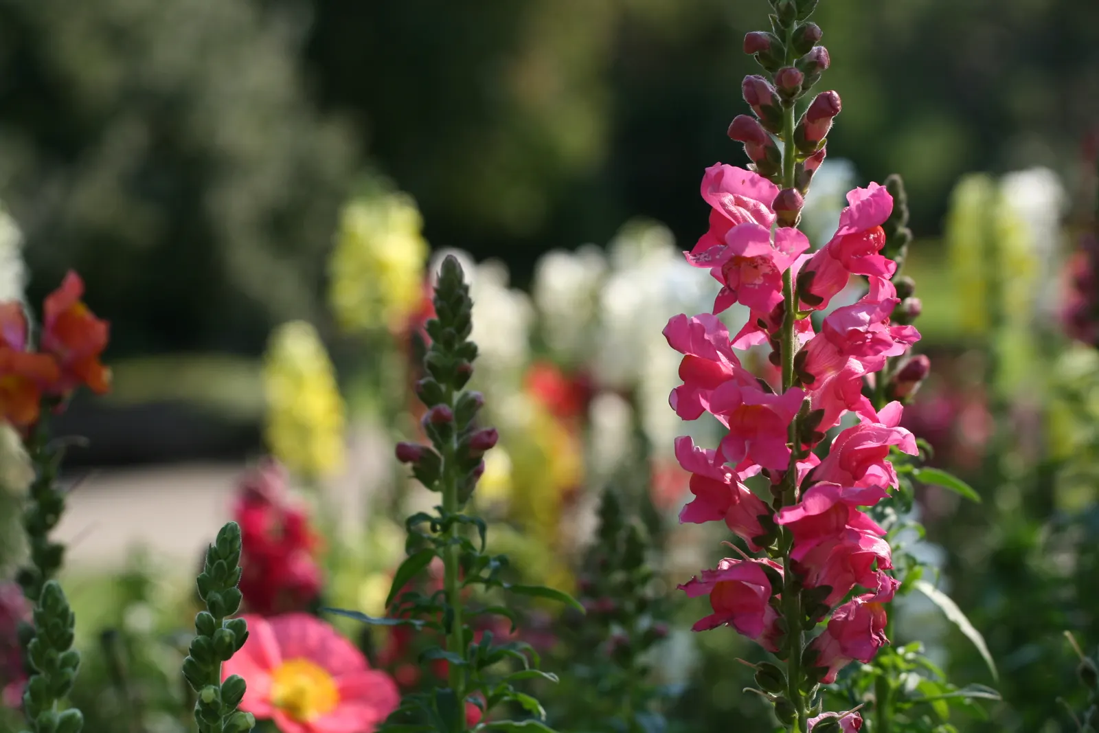 Snapdragon (Antirrhinum Majus) — pink flowers in the garden; suitable for cutting gardens, image 90