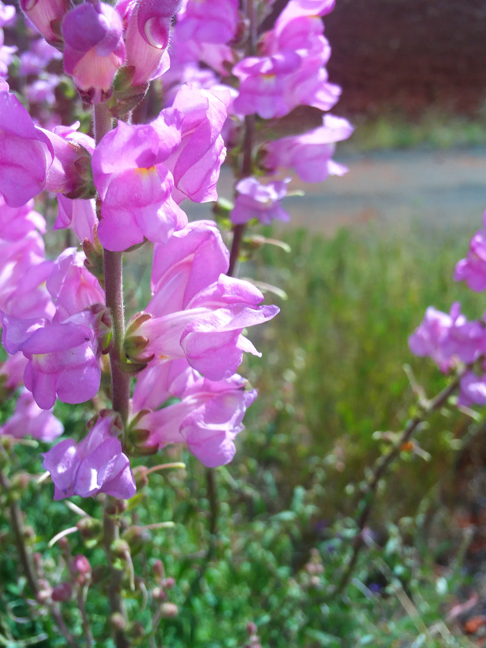Snapdragon (Antirrhinum Majus) — annual with pink blooms; it is important to select a site with well-drained soil, image 160