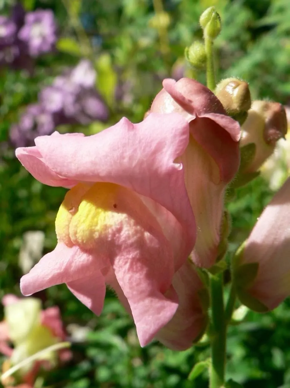 Snapdragon (Antirrhinum Majus) — It features tubular, two-lipped flowers in a variety of hues and can reach 1-3 feet in height