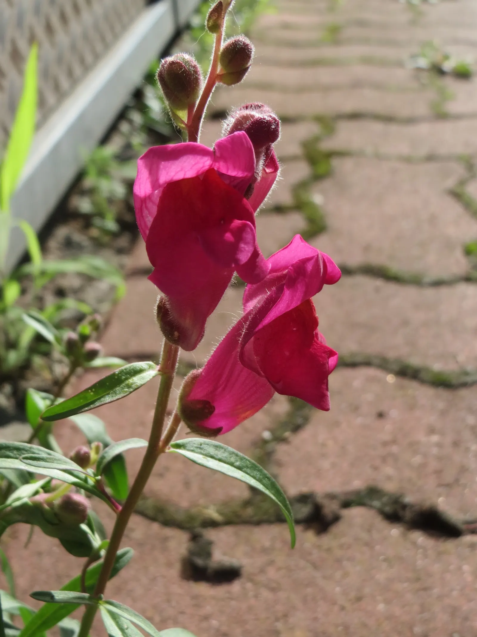 Snapdragon (Antirrhinum Majus) — snapdragons can provide a perennial-like annual presence in many gardens.<br><br>Typically; recognized for their, image 146