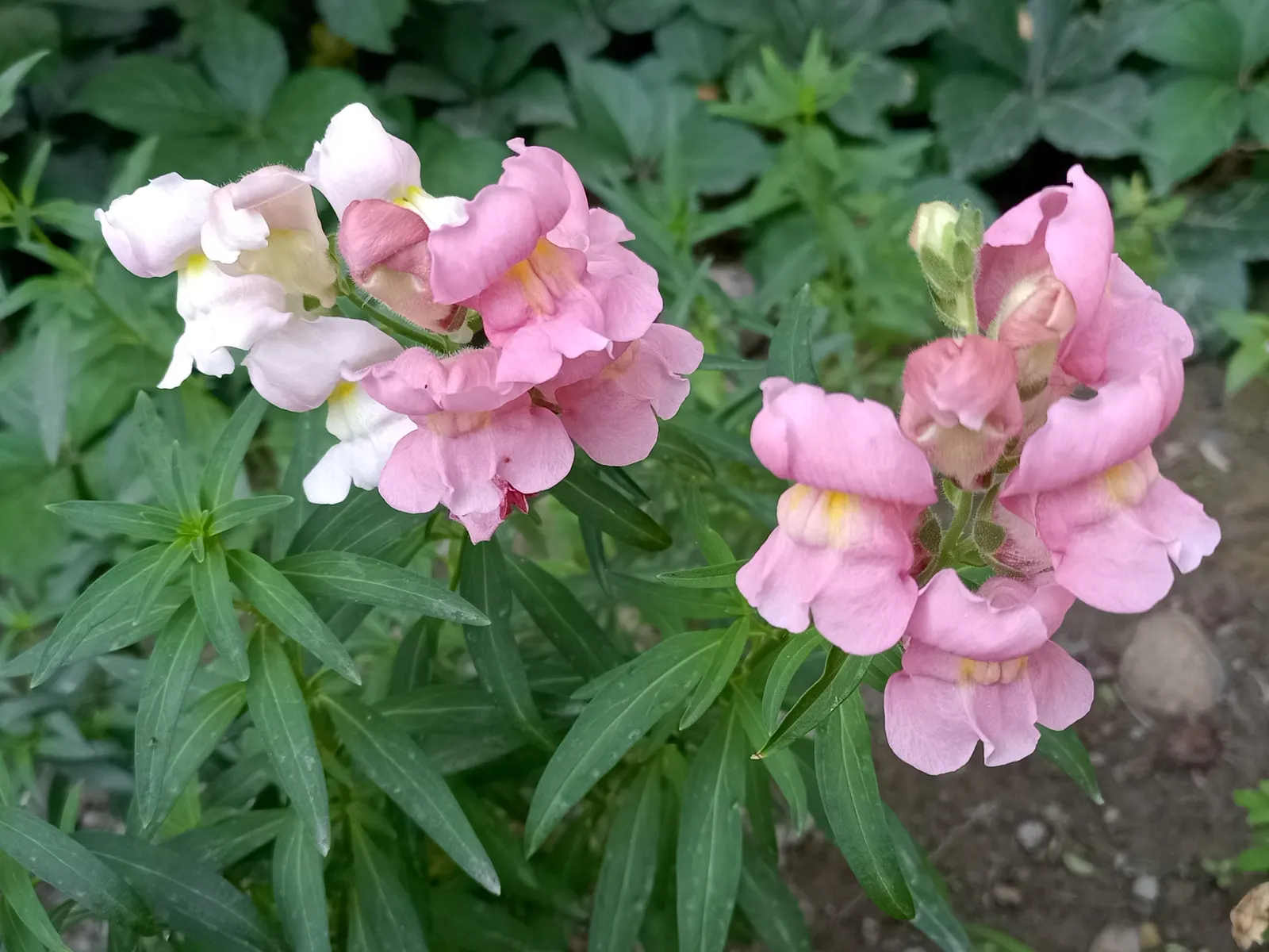 Snapdragon (Antirrhinum Majus) — snapdragons grow to a height of 1 to 3 feet; and tall varieties (30 to 48 inches), image 124
