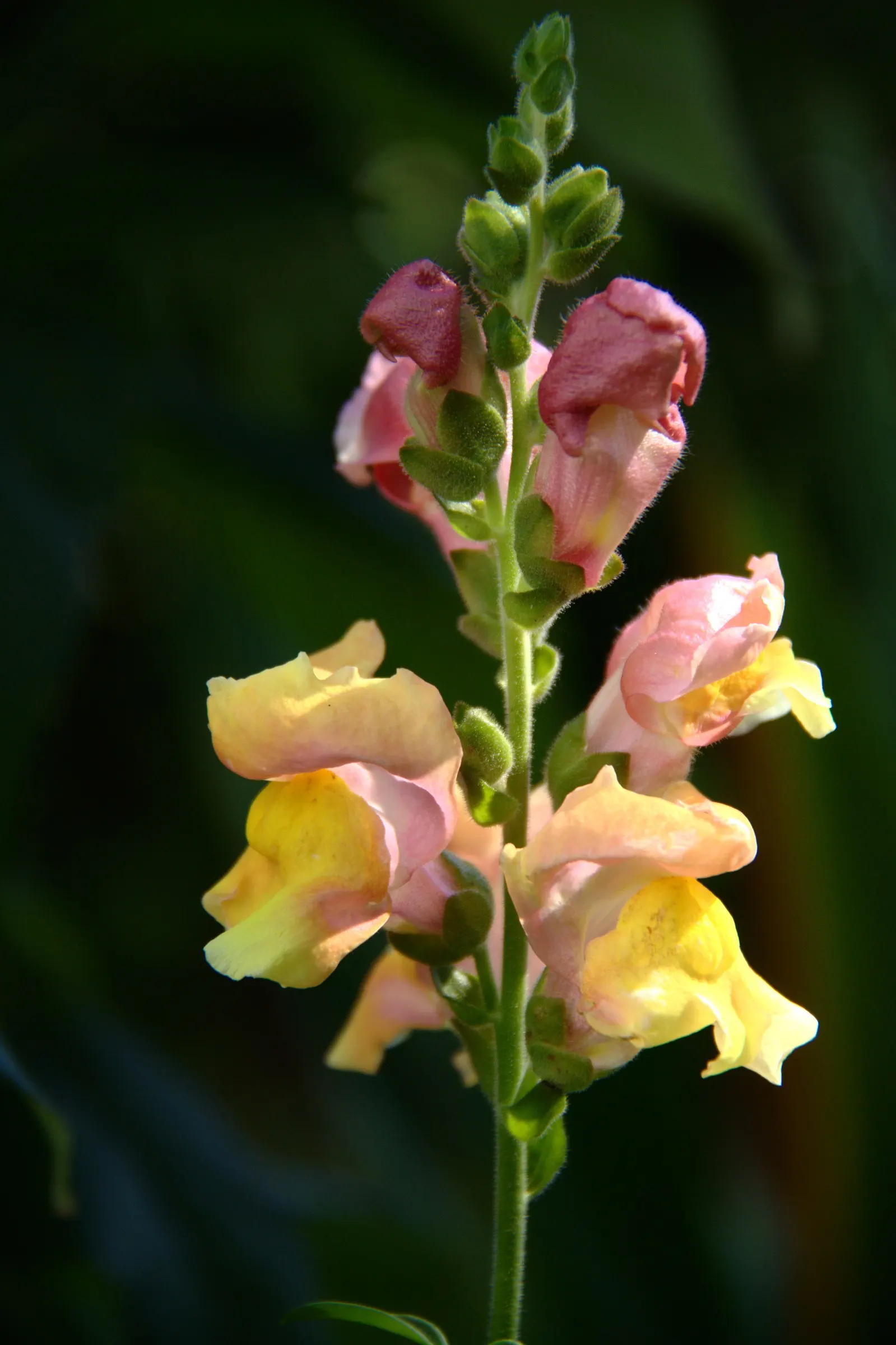Snapdragon (Antirrhinum Majus) — Snapdragon prefers full sun to partial shade and well-drained soil; this encourages a longer blooming season, image 141