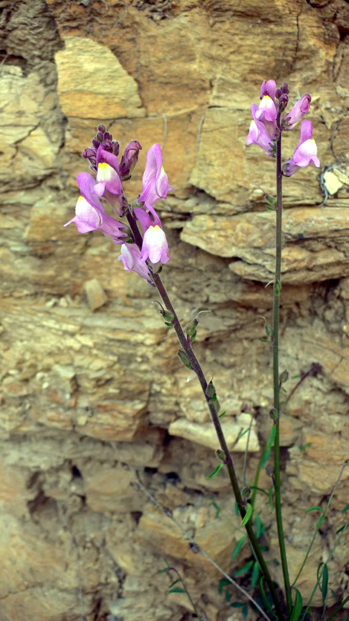 Snapdragon (Antirrhinum Majus) — Suitable for cutting gardens; when incorporating snapdragons into your landscape design, image 144