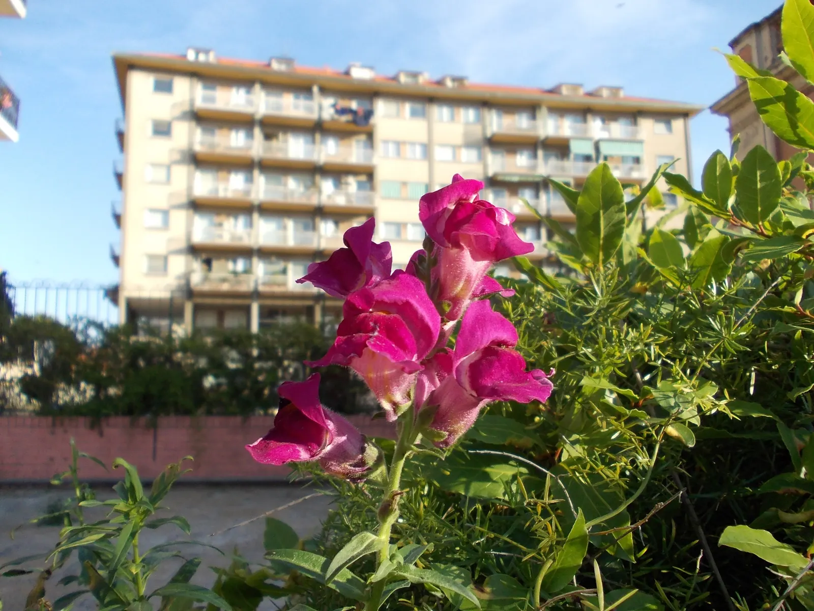 Snapdragon (Antirrhinum Majus) — Deadheading encourages prolonged flowering; snapdragons grow to a height of 1 to 3 feet, image 51
