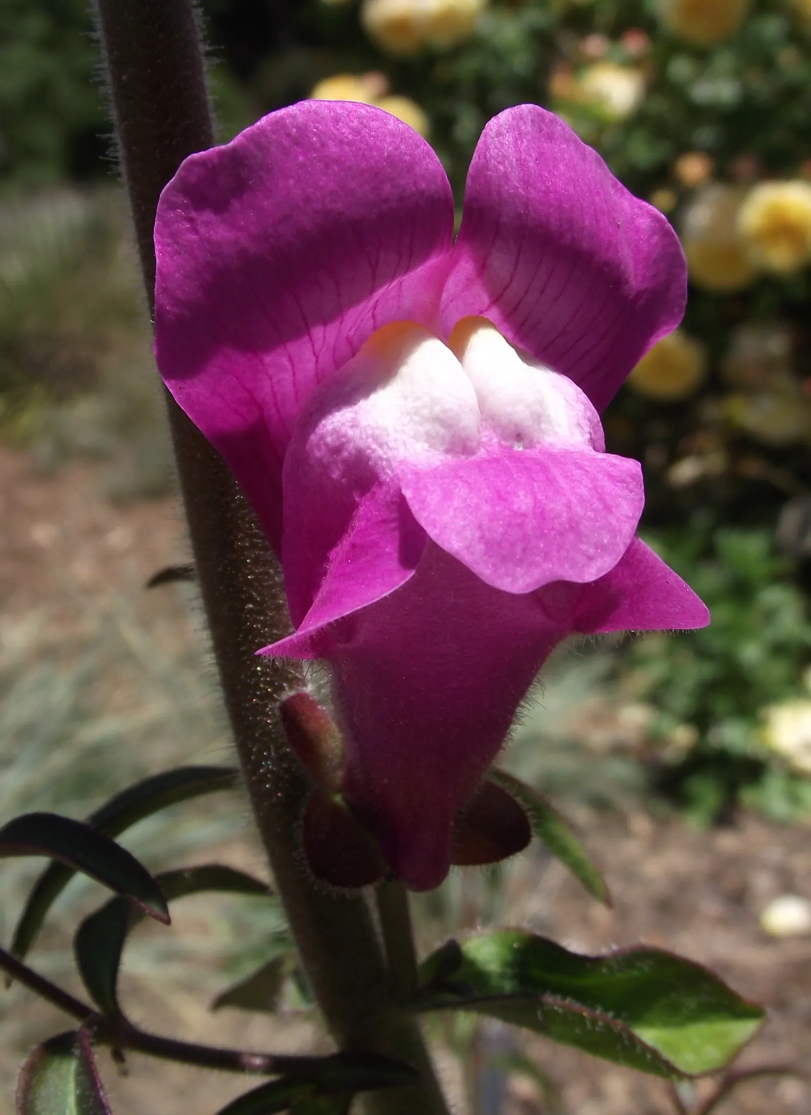Snapdragon (Antirrhinum Majus) — Snapdragon prefers full sun to partial shade and well-drained soil; this encourages a longer blooming season