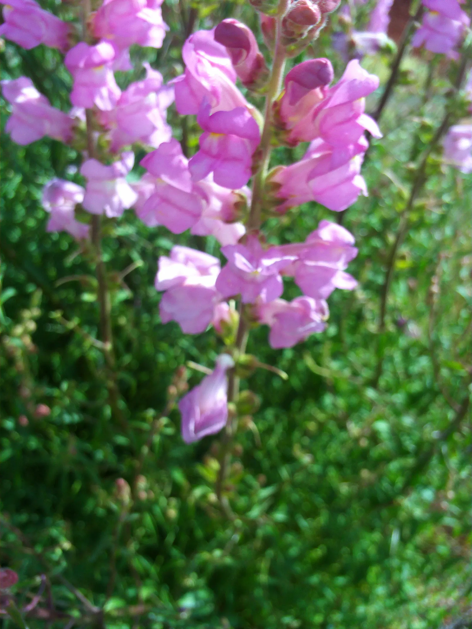 Snapdragon (Antirrhinum Majus) — therefore providing a delightful duration of color and textural interest in your garden; annual with pink blooms, image 112
