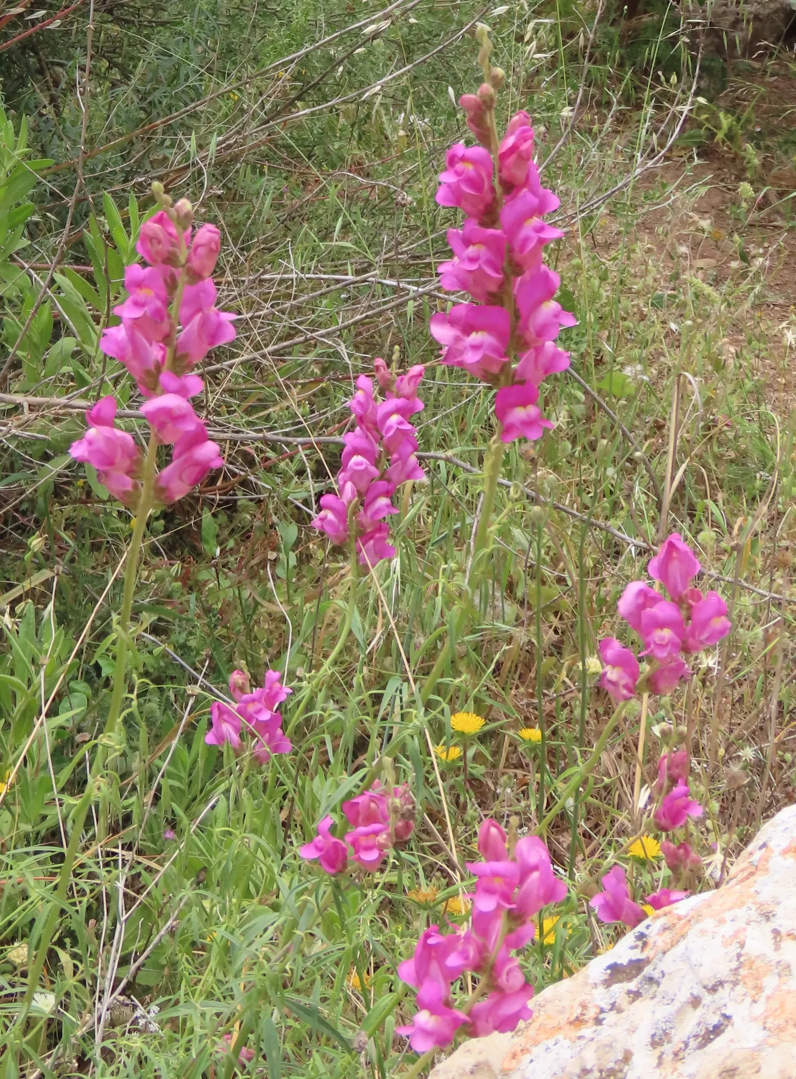 Snapdragon (Antirrhinum Majus) — Antirrhinum majus, commonly called Snapdragon, is a popular perennial often grown as an annual; blooms from late spring to