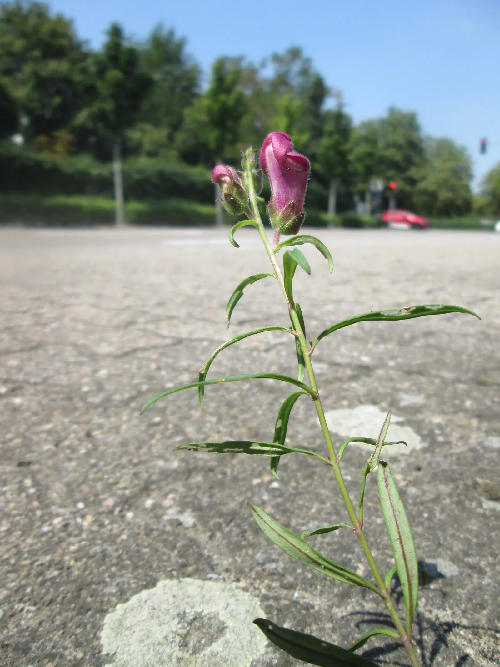Snapdragon (Antirrhinum Majus) — Deadheading encourages prolonged flowering; snapdragons grow to a height of 1 to 3 feet, image 97
