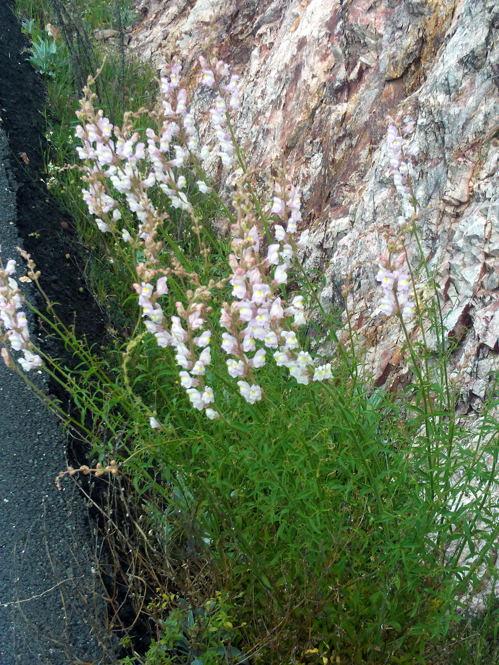 Snapdragon (Antirrhinum Majus) — pink flowers in the garden; suitable for cutting gardens, image 113