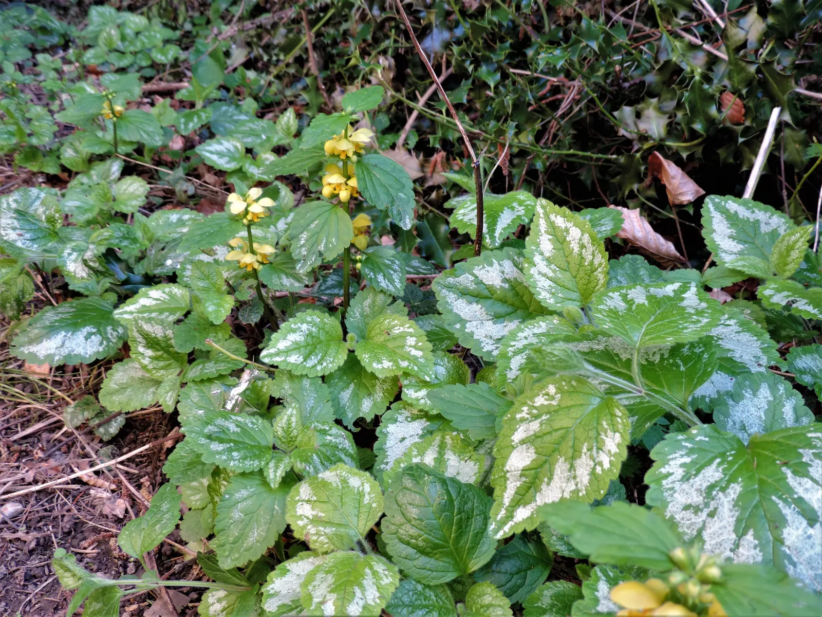 Variegated Yellow Archangel (Lamium galeobdolon 'Variegatum') — providing a cheerful burst of color amongst the creamy variegated leaves