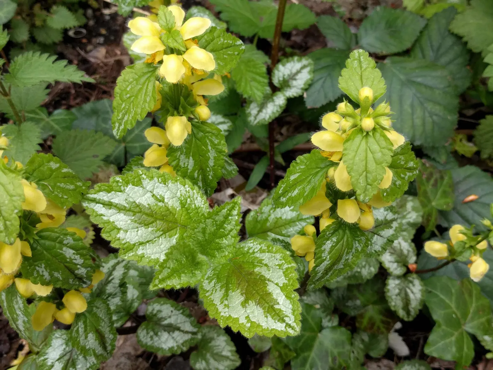 Variegated Yellow Archangel (Lamium galeobdolon 'Variegatum') — adding a delicate touch to the plant's robust form.<br><br>Thriving in USDA Hardiness Zones 4