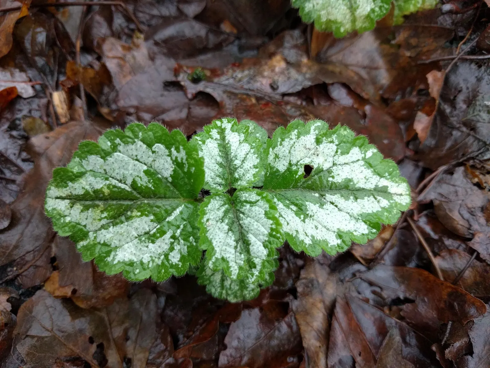 Variegated Yellow Archangel (Lamium galeobdolon 'Variegatum') — which are edged in a deep