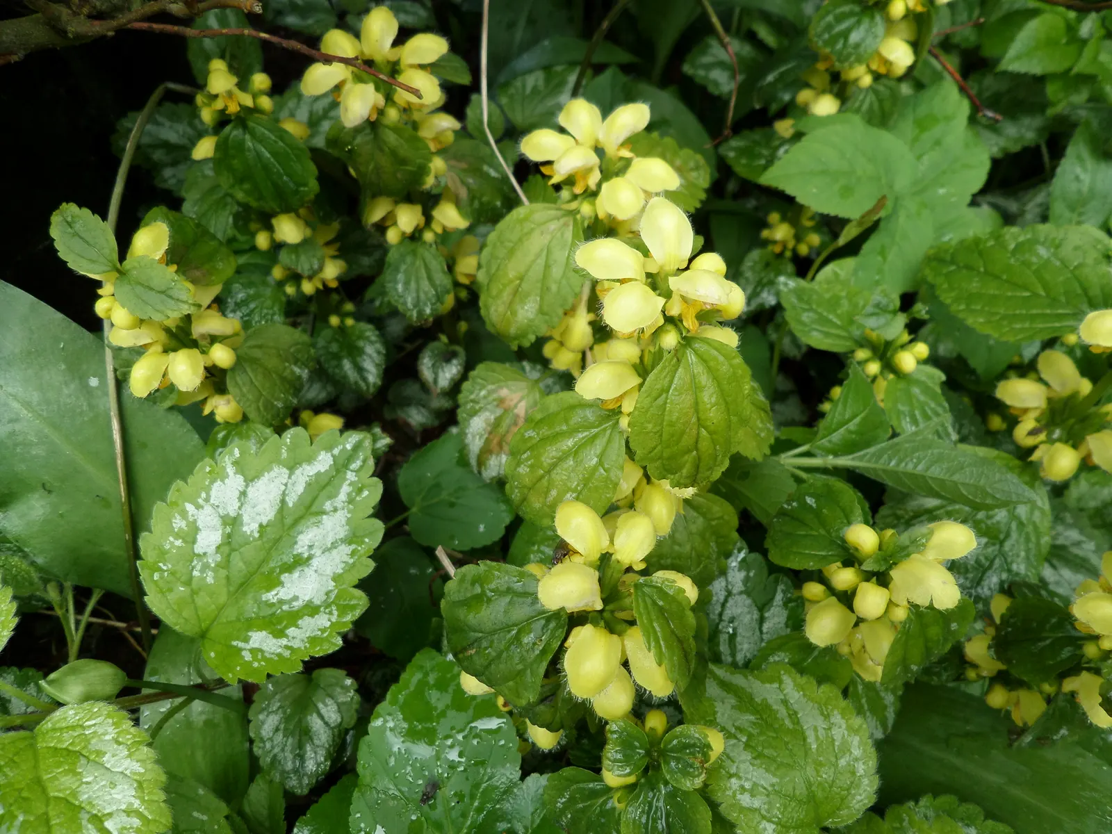 Variegated Yellow Archangel (Lamium galeobdolon 'Variegatum') — It thrives in partial to full shade, reaching a height and spread of 8-12 inches