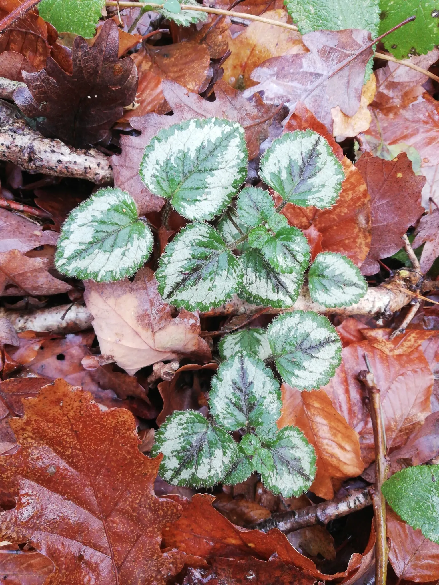 Variegated Yellow Archangel (Lamium galeobdolon 'Variegatum') — is relatively low-maintenance