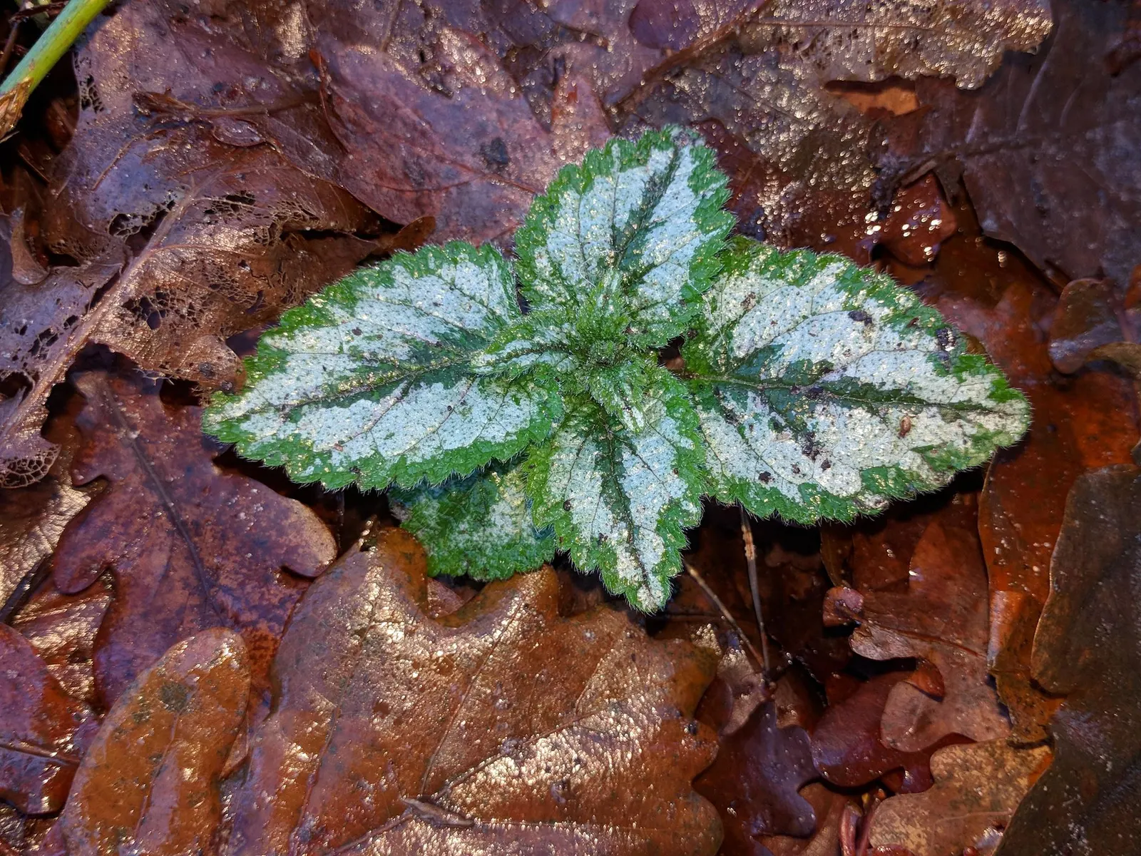 Variegated Yellow Archangel (Lamium galeobdolon 'Variegatum') — This shade-loving groundcover is distinguished by its heart-shaped