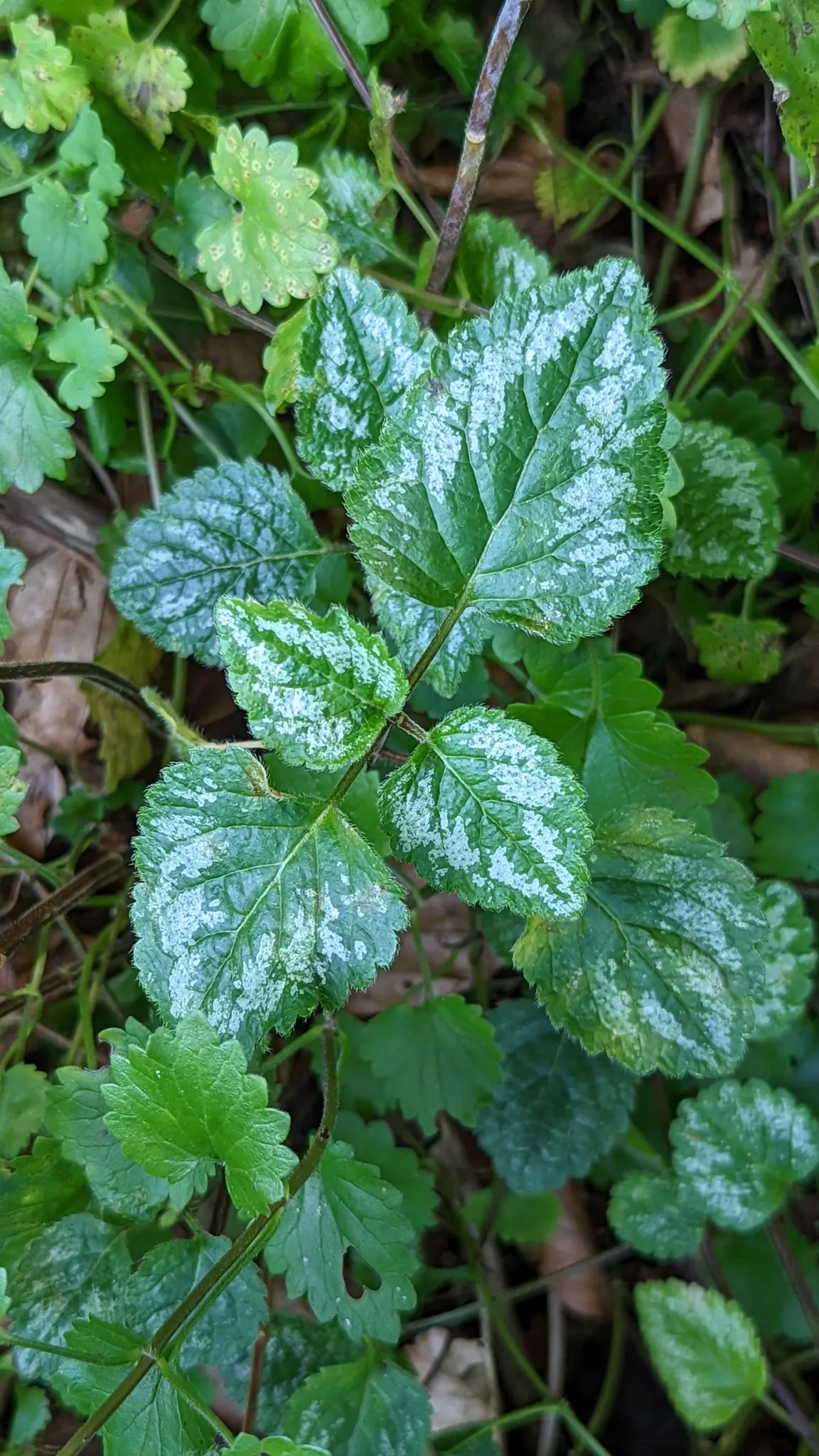 Variegated Yellow Archangel (Lamium galeobdolon 'Variegatum') — one can appreciate its utility in creating a lush