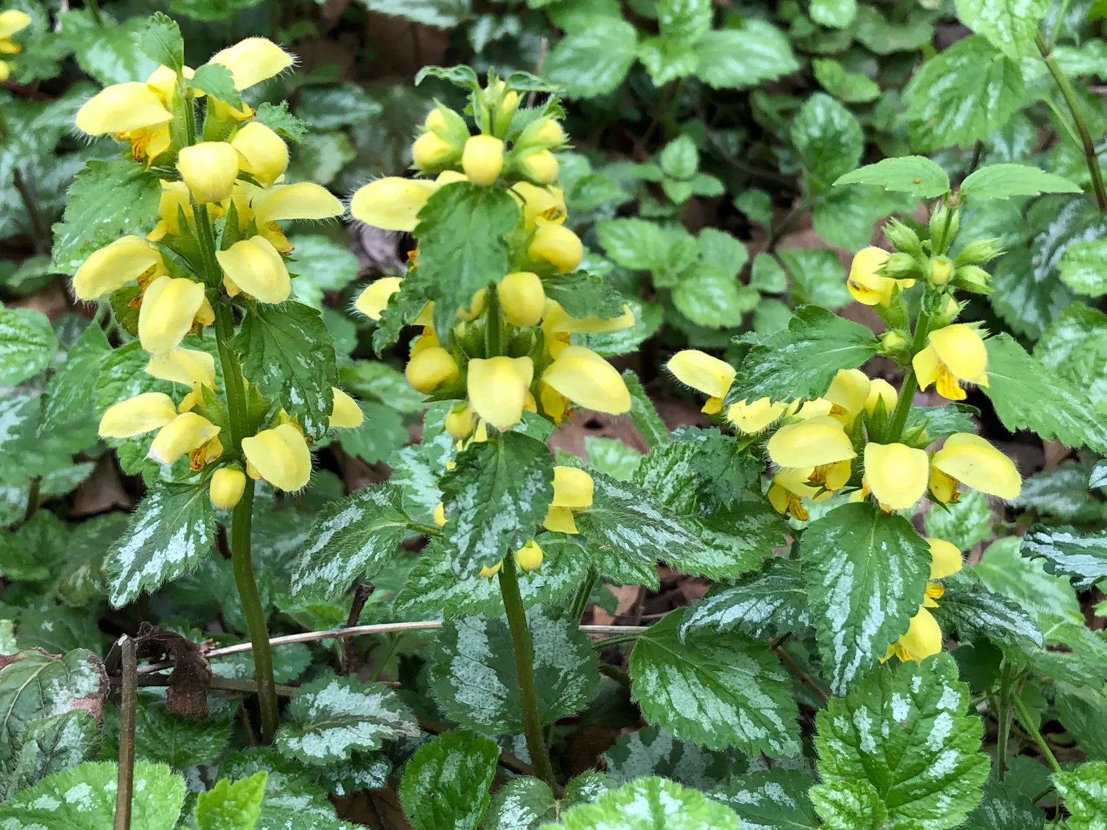 Variegated Yellow Archangel (Lamium galeobdolon 'Variegatum') — also botanically recognized as Lamium galeobdolon 'Variegatum'