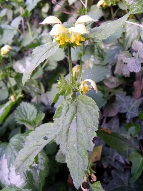 Variegated Yellow Archangel (Lamium galeobdolon 'Variegatum') — The flowers resemble miniature orchids