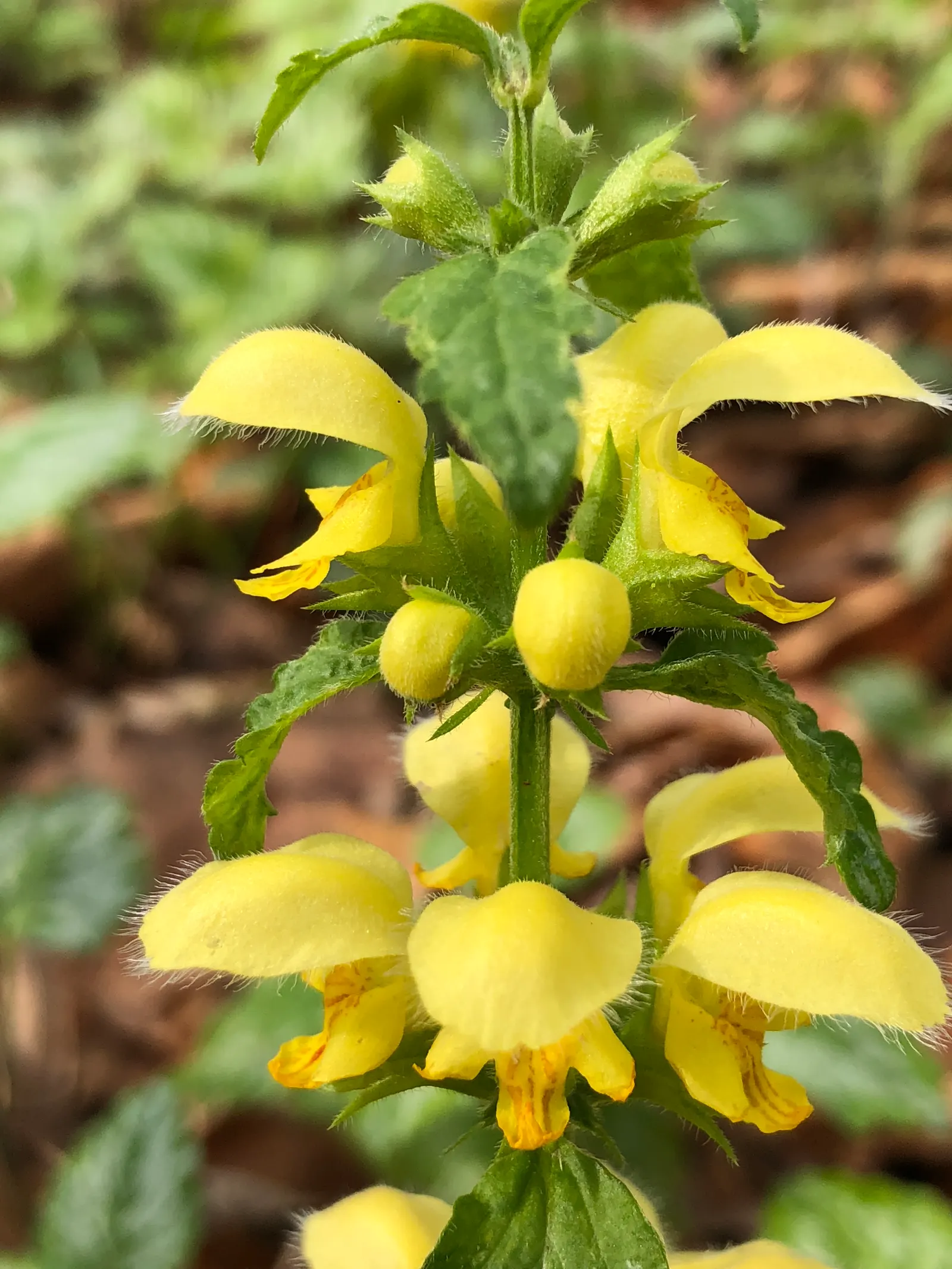 Variegated Yellow Archangel (Lamium galeobdolon 'Variegatum') — It prefers moist, well-drained soil but is tolerant of less ideal conditions once established