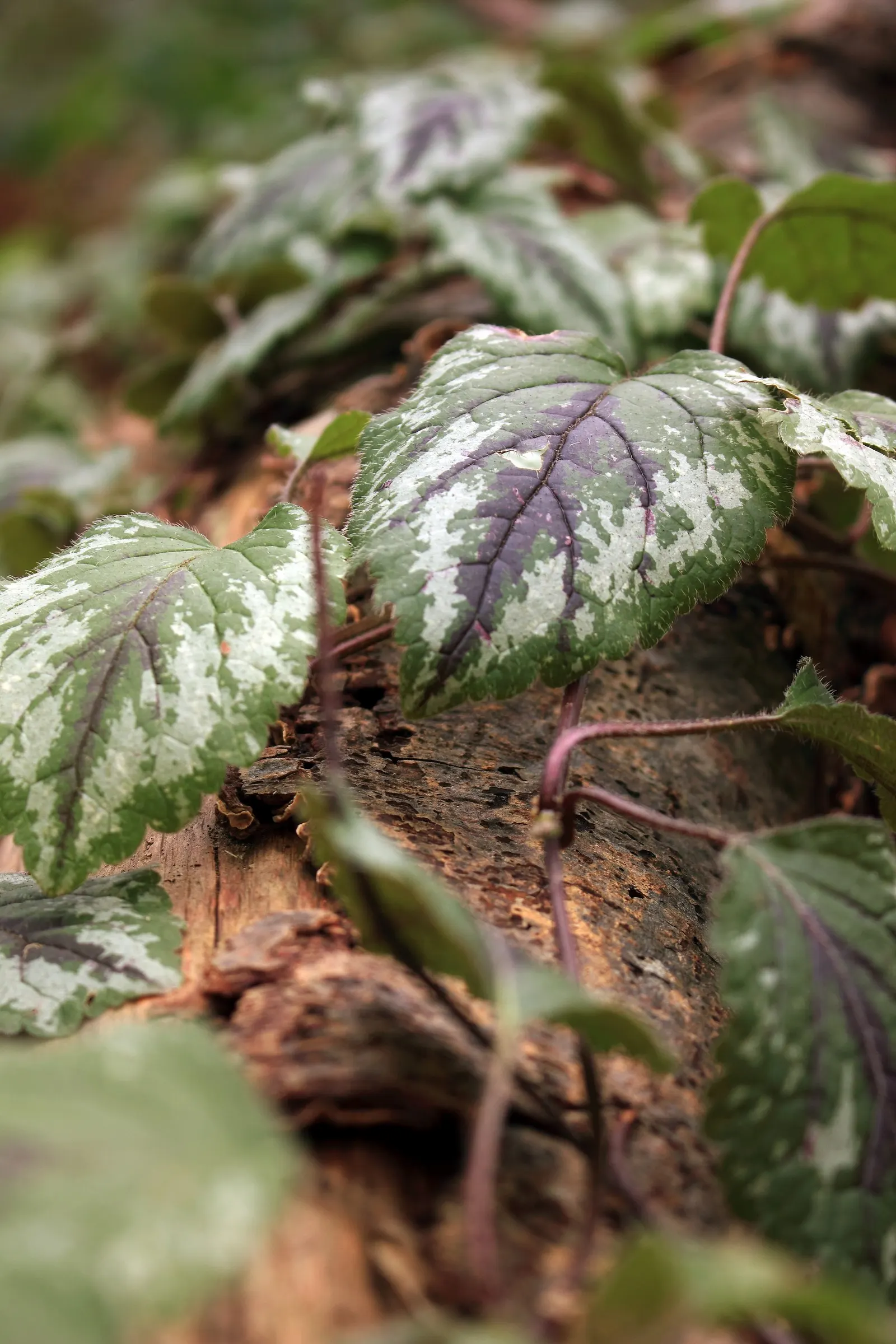 Variegated Yellow Archangel (Lamium galeobdolon 'Variegatum') — growing to about 12 to 24 inches in width