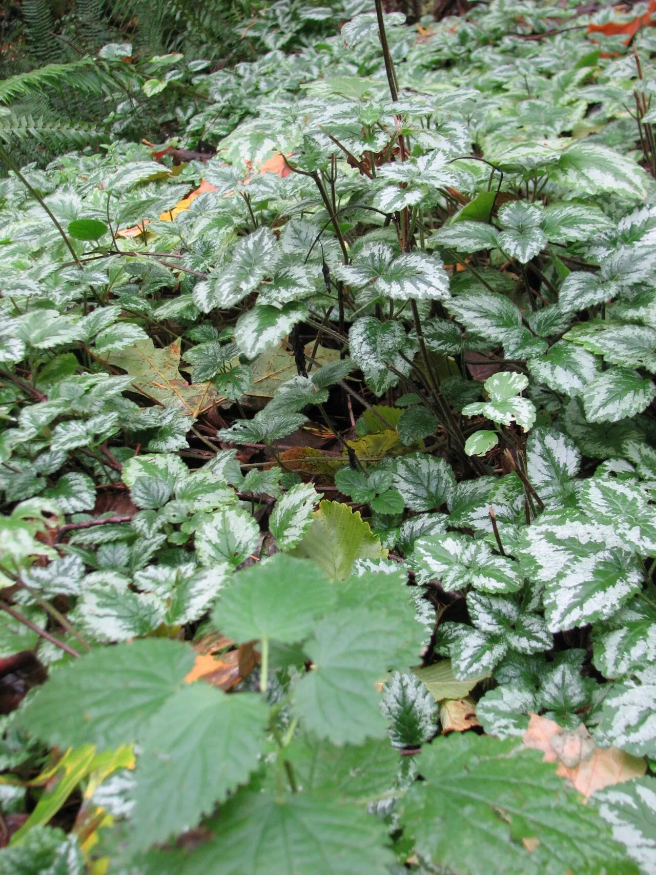 Variegated Yellow Archangel (Lamium galeobdolon 'Variegatum') — green foliage and bright yellow blooms