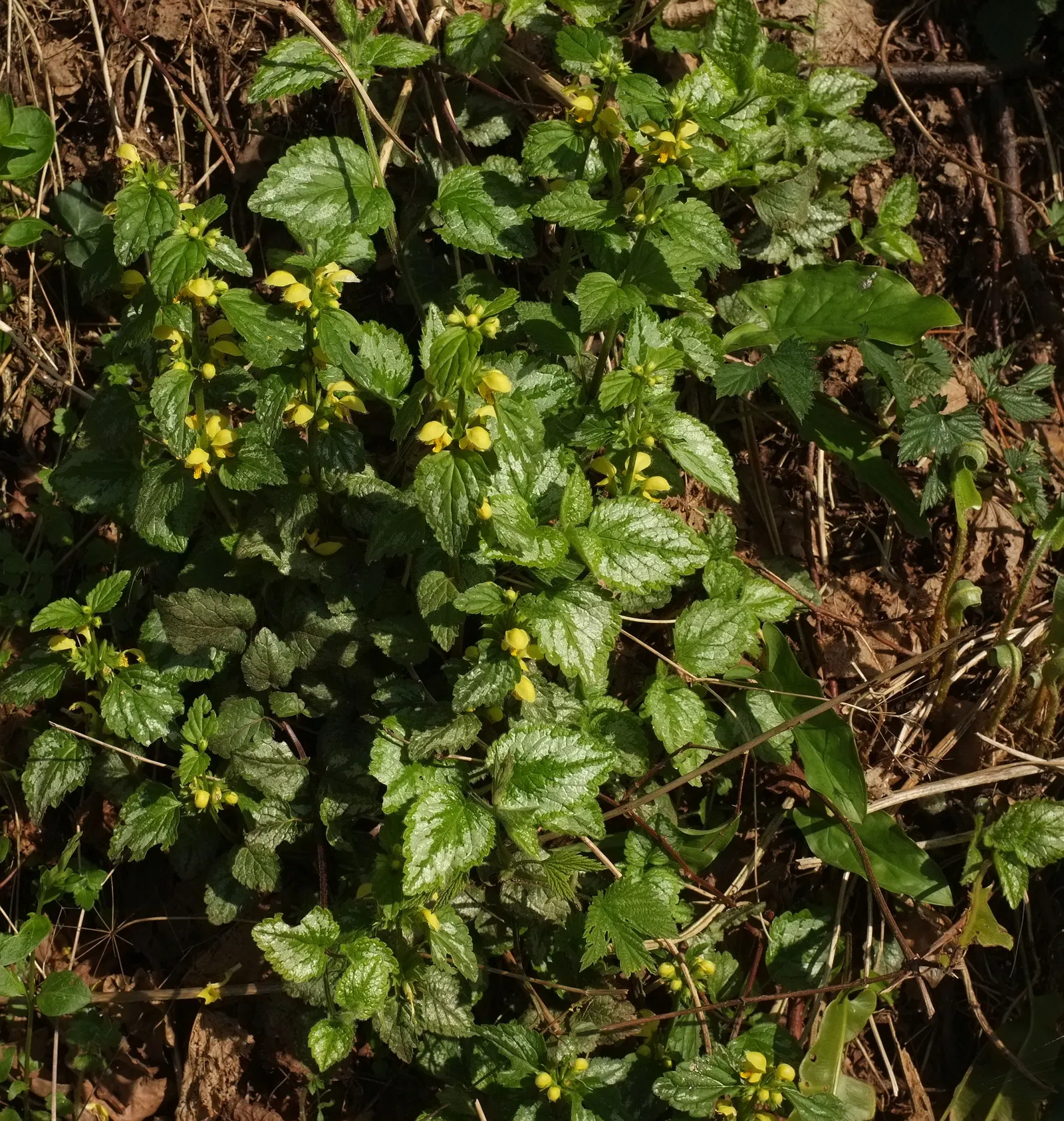 Variegated Yellow Archangel (Lamium galeobdolon 'Variegatum') — ground cover / perennial with yellow blooms