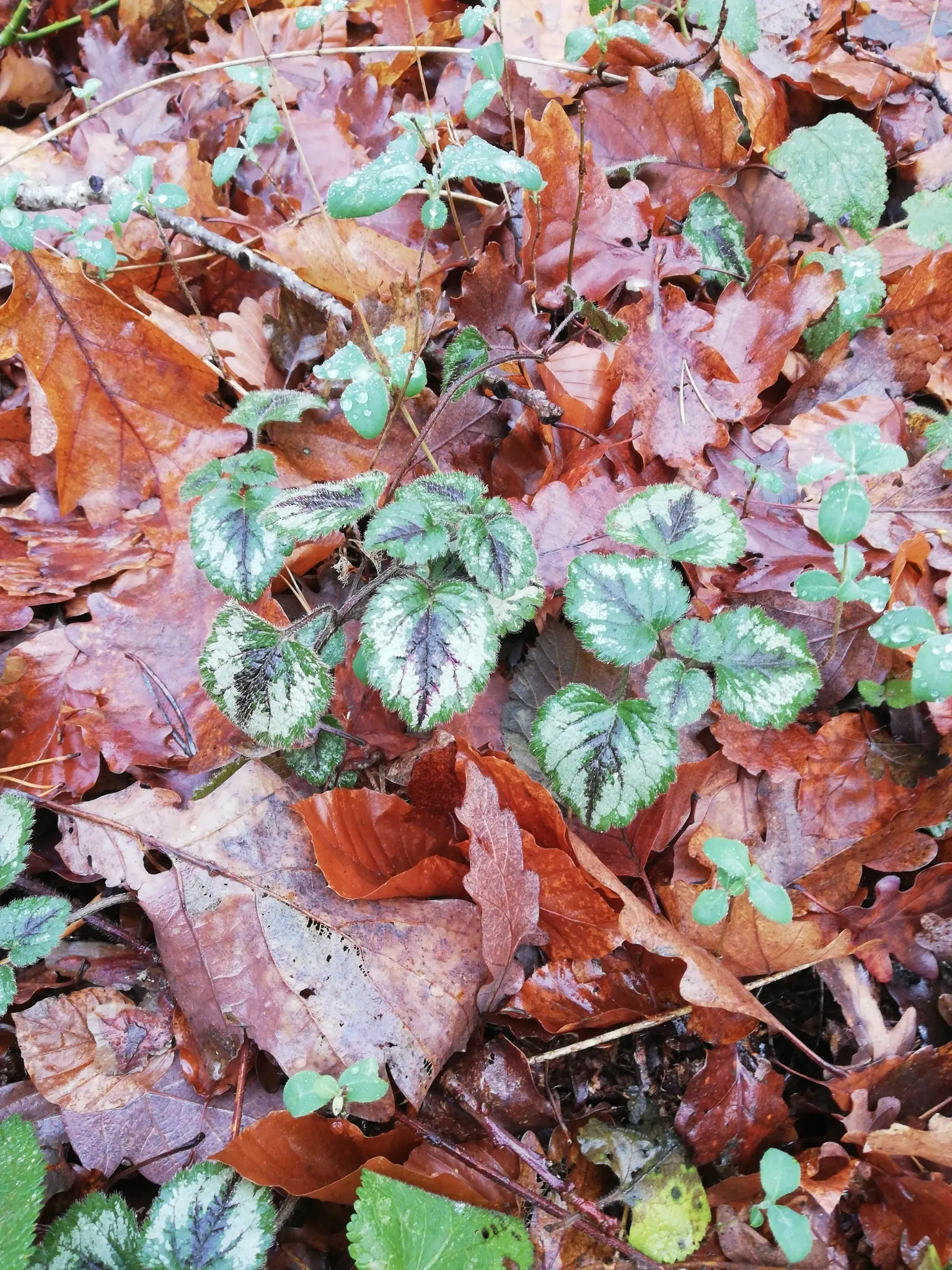 Variegated Yellow Archangel (Lamium galeobdolon 'Variegatum') — creating a striking contrast