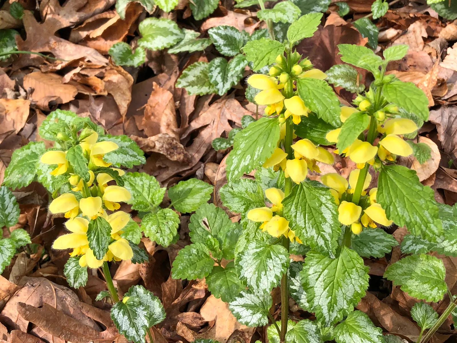 Variegated Yellow Archangel (Lamium galeobdolon 'Variegatum') — This perennial is ideal for adding light to dim garden spots and is hardy in USDA zones 4-8