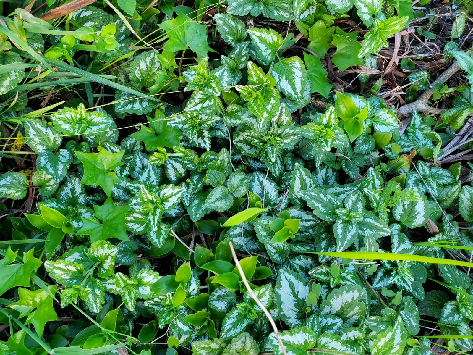 Variegated Yellow Archangel (Lamium galeobdolon 'Variegatum') — Its swift spreading nature can quickly fill in bare spots, and it can keep the proliferation of