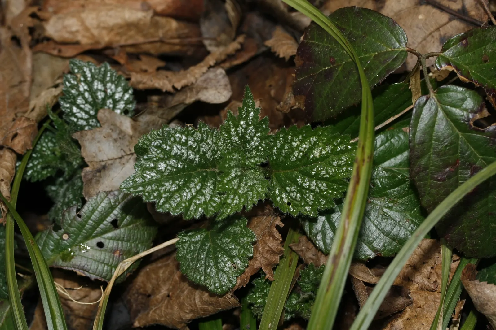 Variegated Yellow Archangel (Lamium galeobdolon 'Variegatum') — yellow flowers in the garden