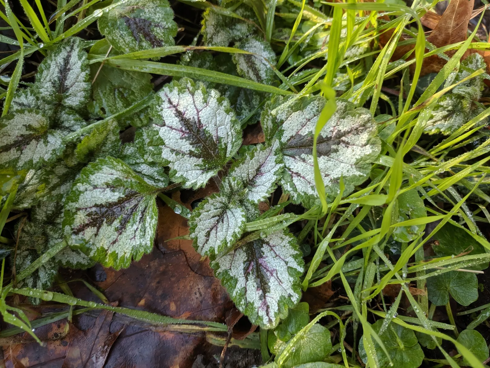 Variegated Yellow Archangel (Lamium galeobdolon 'Variegatum') — it should be planted in partial to full shade